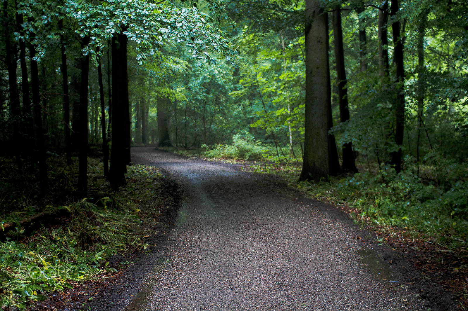 Sigma 30mm F1.4 EX DC HSM sample photo. Riis skov photography