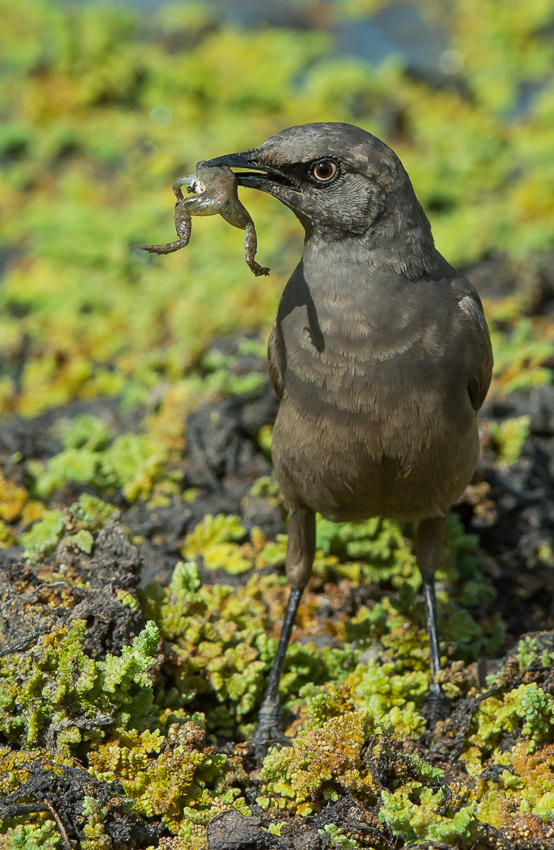 Nikon AF-S Nikkor 200-400mm F4G ED-IF VR sample photo. Ashy starling with frog. photography