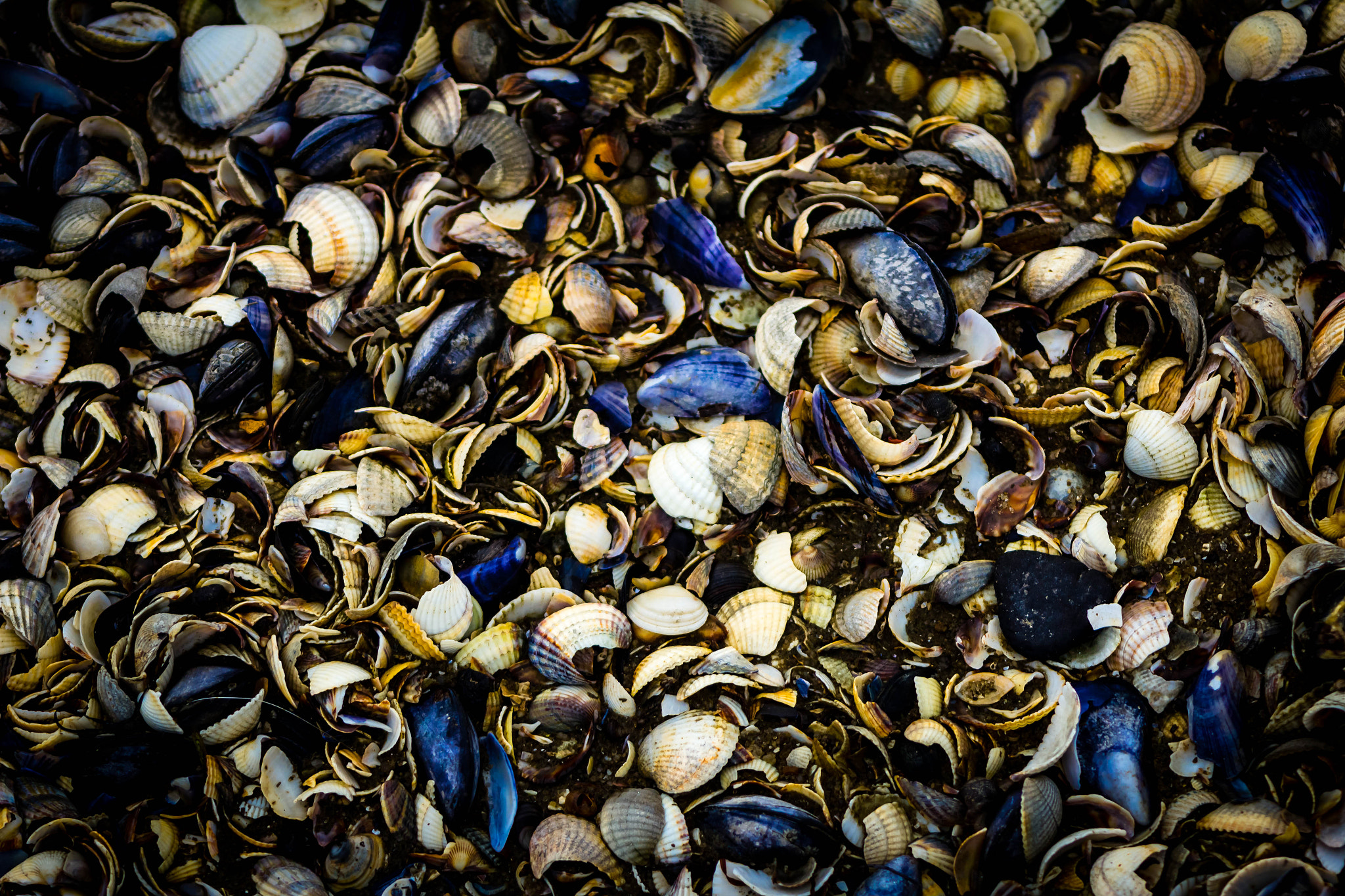 Canon EF 90-300mm F4.5-5.6 sample photo. Seashells photography