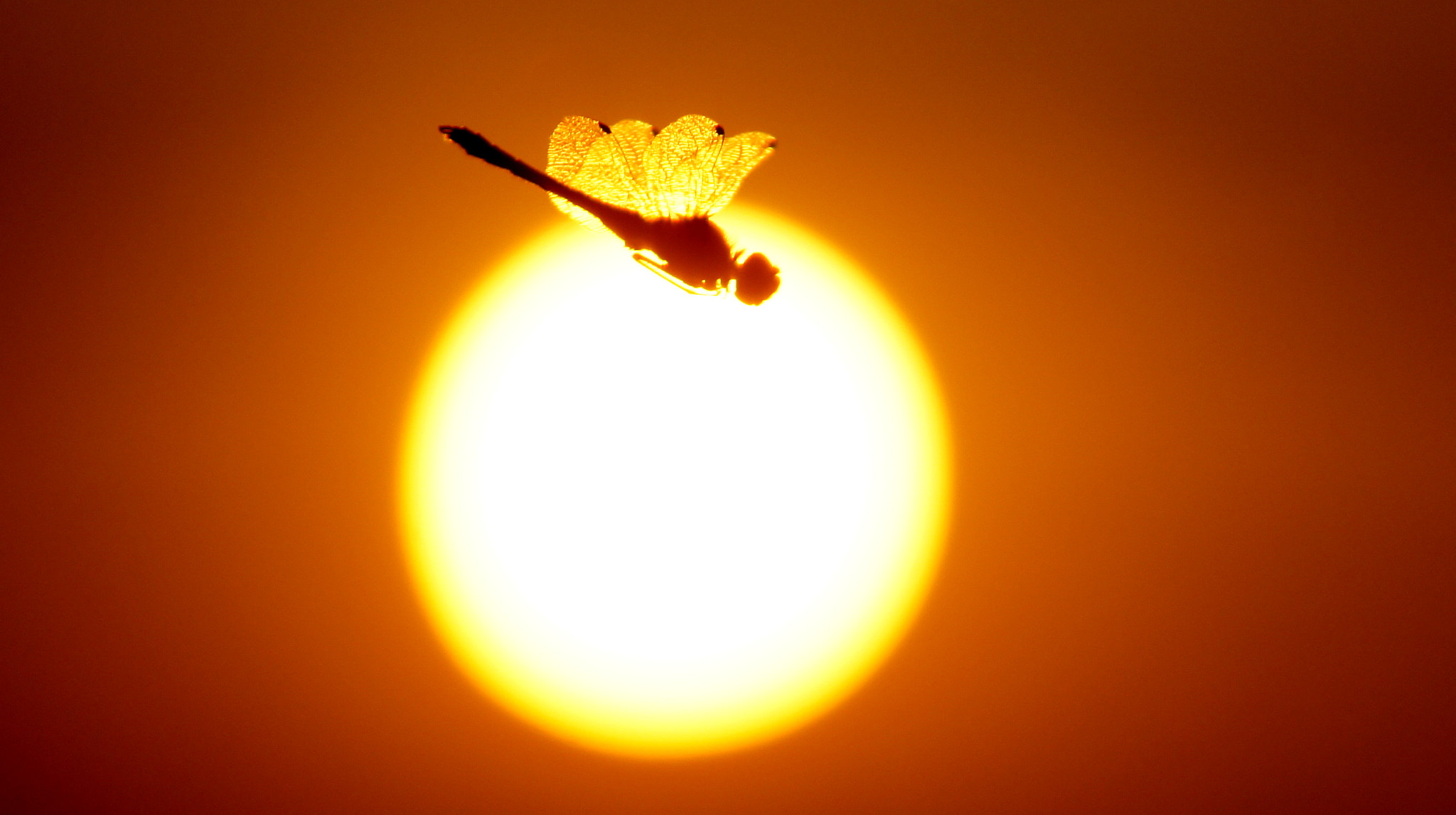 Sony DT 55-200mm F4-5.6 SAM sample photo. Sunfly photography