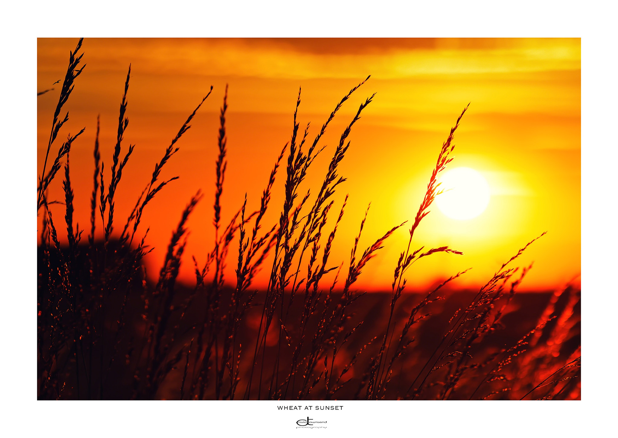 Canon EF 70-200mm F2.8L IS II USM sample photo. Wheat at sunset, birchington. kent photography