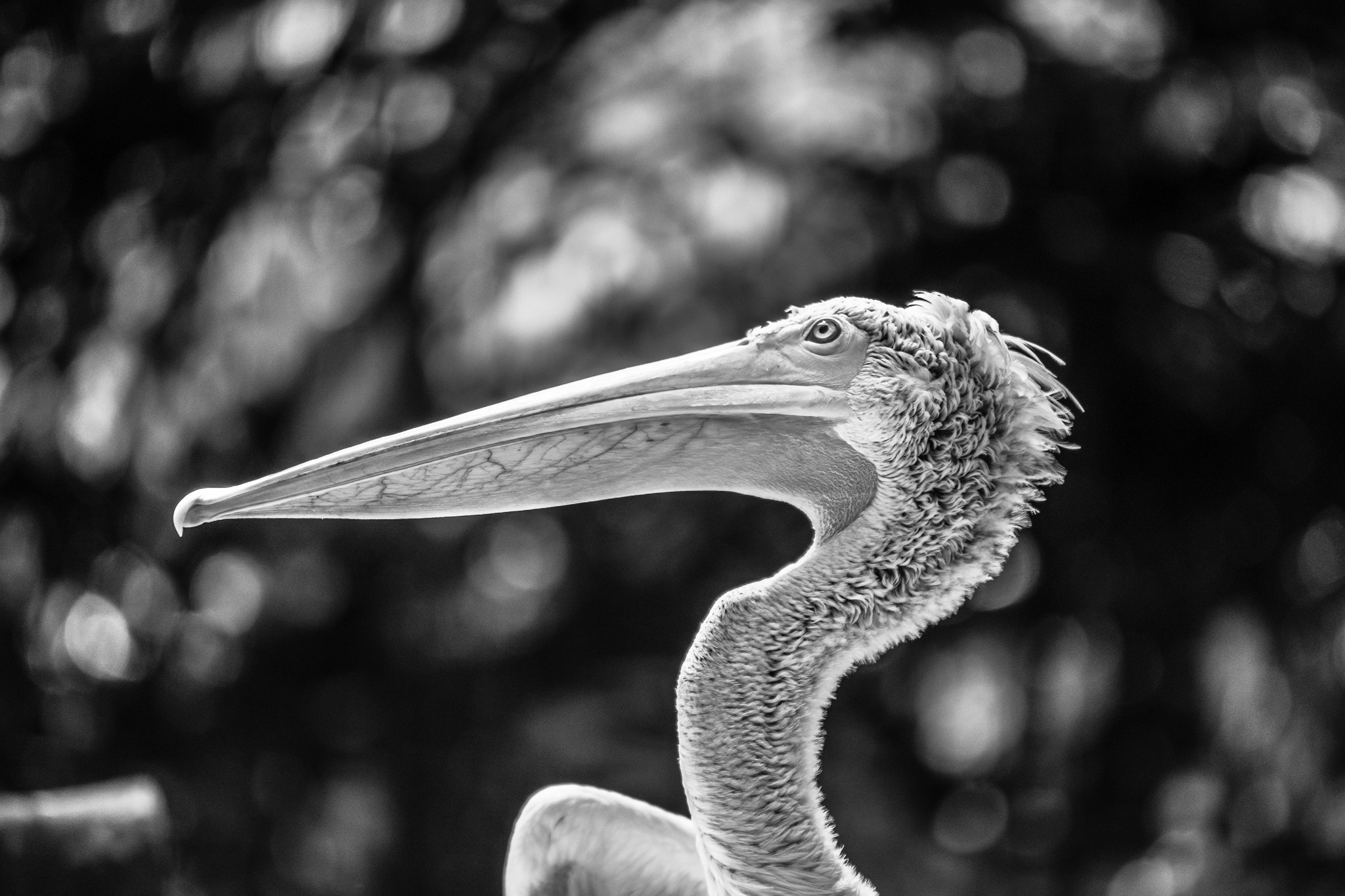 Sony 70-300mm F4.5-5.6 G SSM sample photo. Stock photography