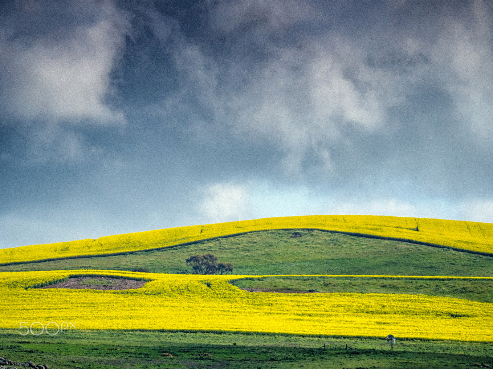 Olympus OM-D E-M10 sample photo. Canola hillside photography