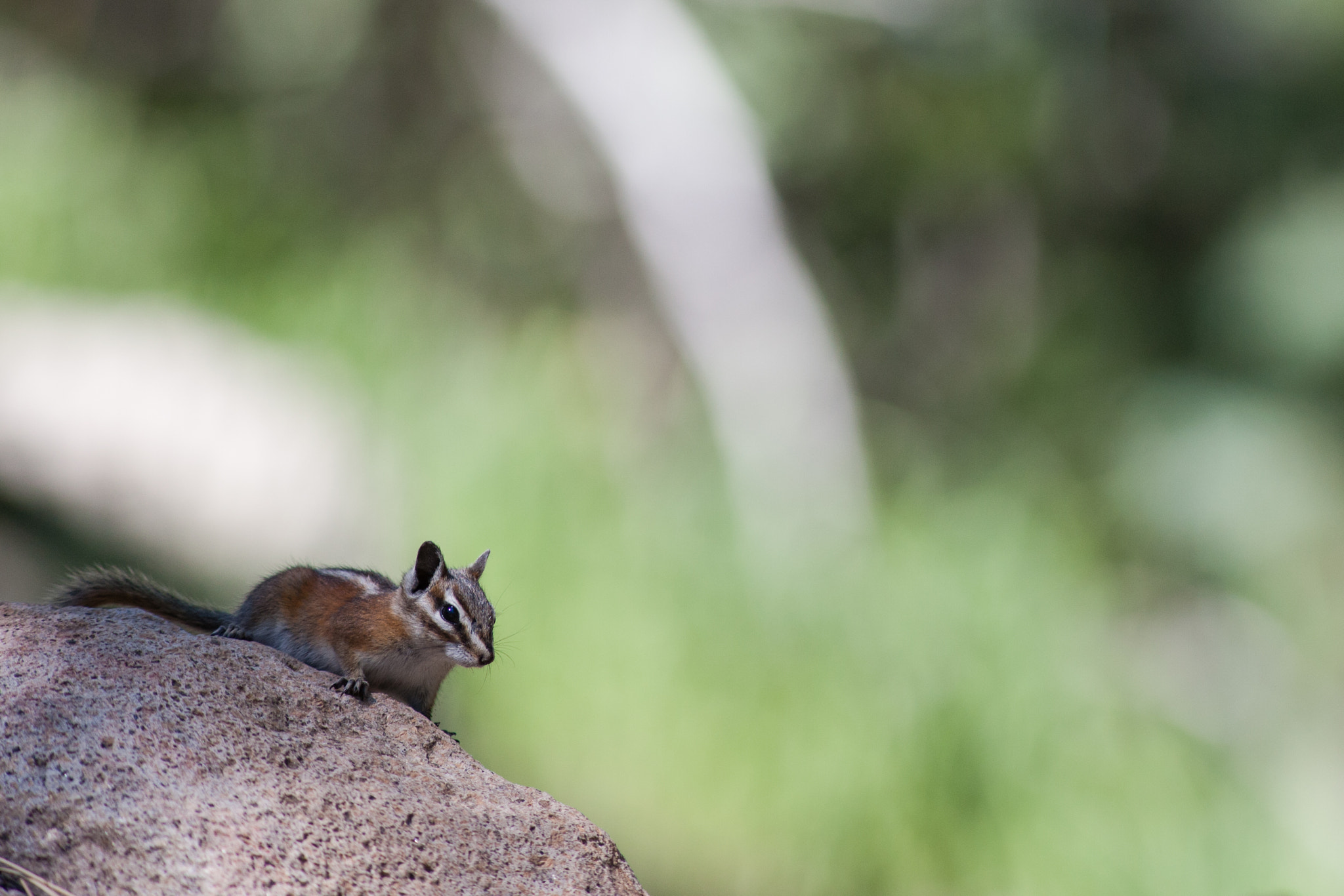 Canon EF 300mm F4L IS USM sample photo. Chipmunk photography