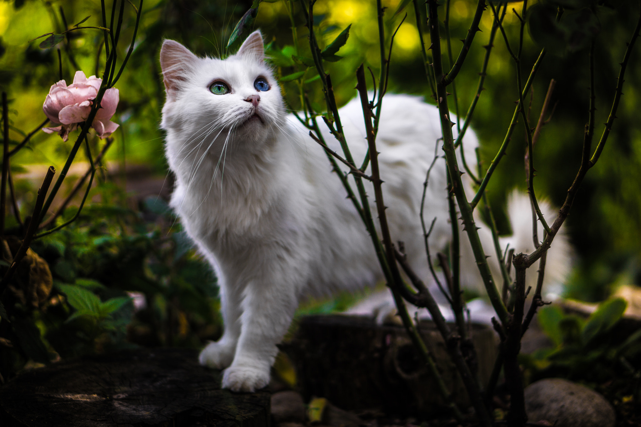 Sony a5100 + E 50mm F1.8 OSS sample photo. Eyes photography