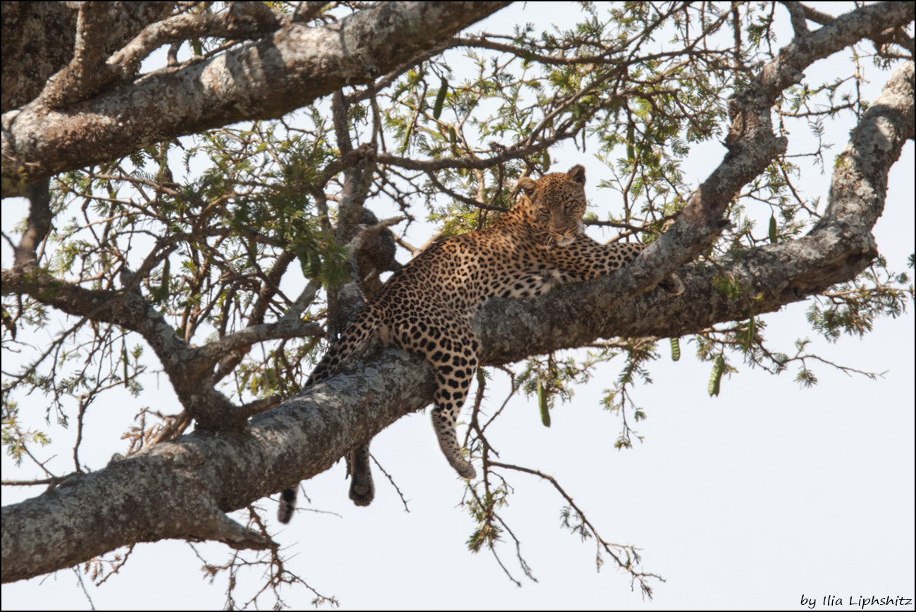 Canon EOS-1D Mark III + Canon EF 300mm F2.8L IS USM sample photo. Leopards of serengeti №1 photography