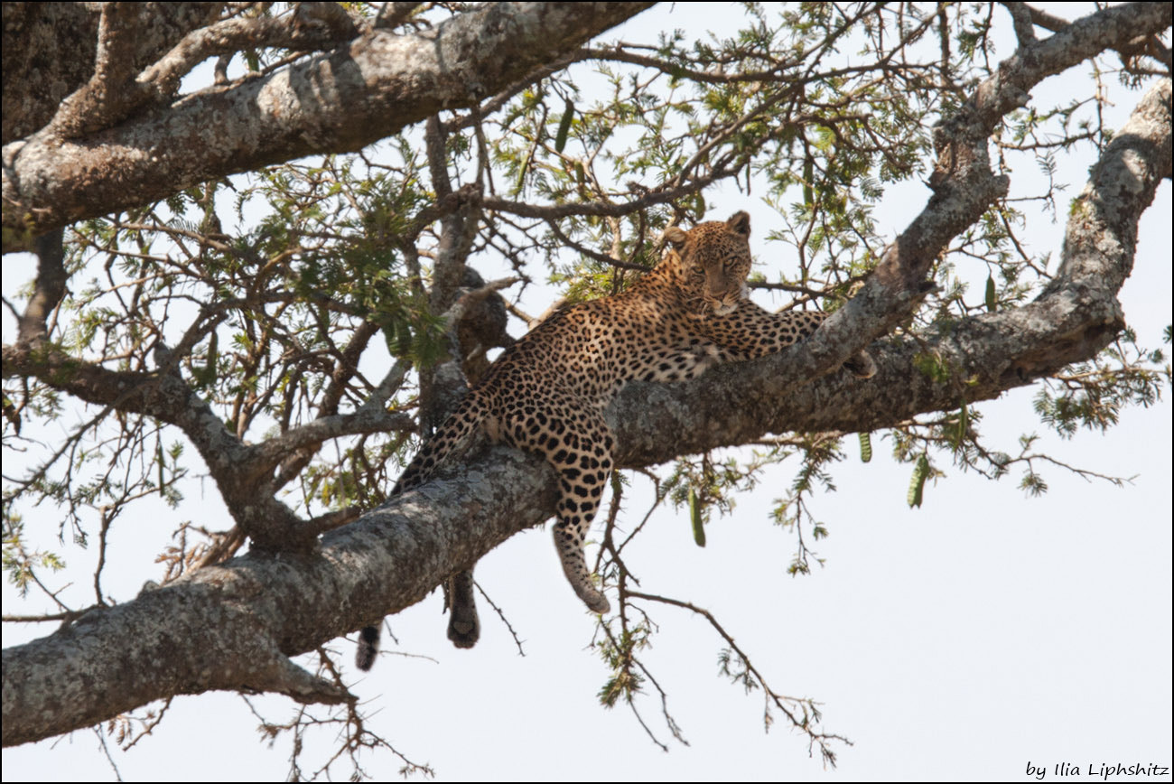 Canon EF 300mm F2.8L IS USM sample photo. Leopards of serengeti №1 photography