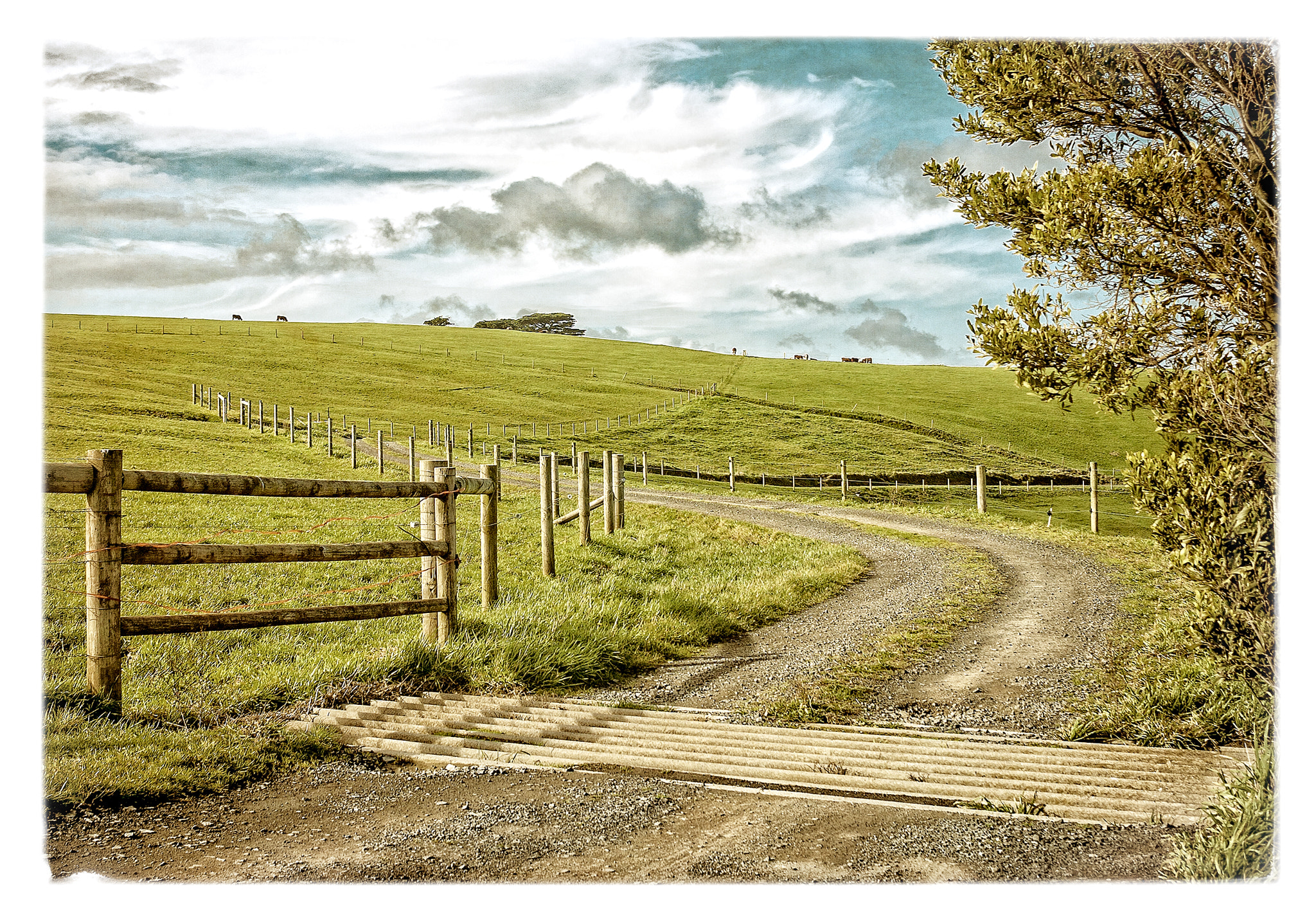 Canon EOS 5D + Canon EF 135mm F2.8 SF sample photo. Cows on the horizon photography