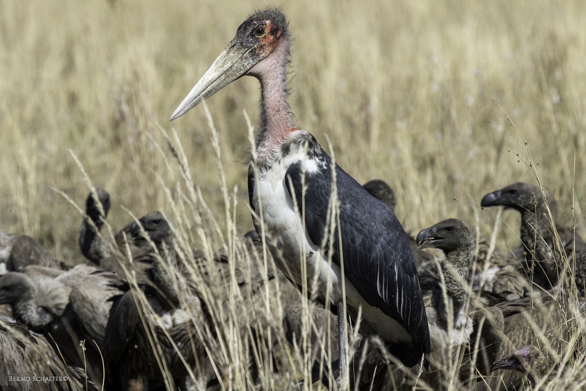 Canon EOS 7D Mark II + Canon EF 100-400mm F4.5-5.6L IS USM sample photo. Marabou photography