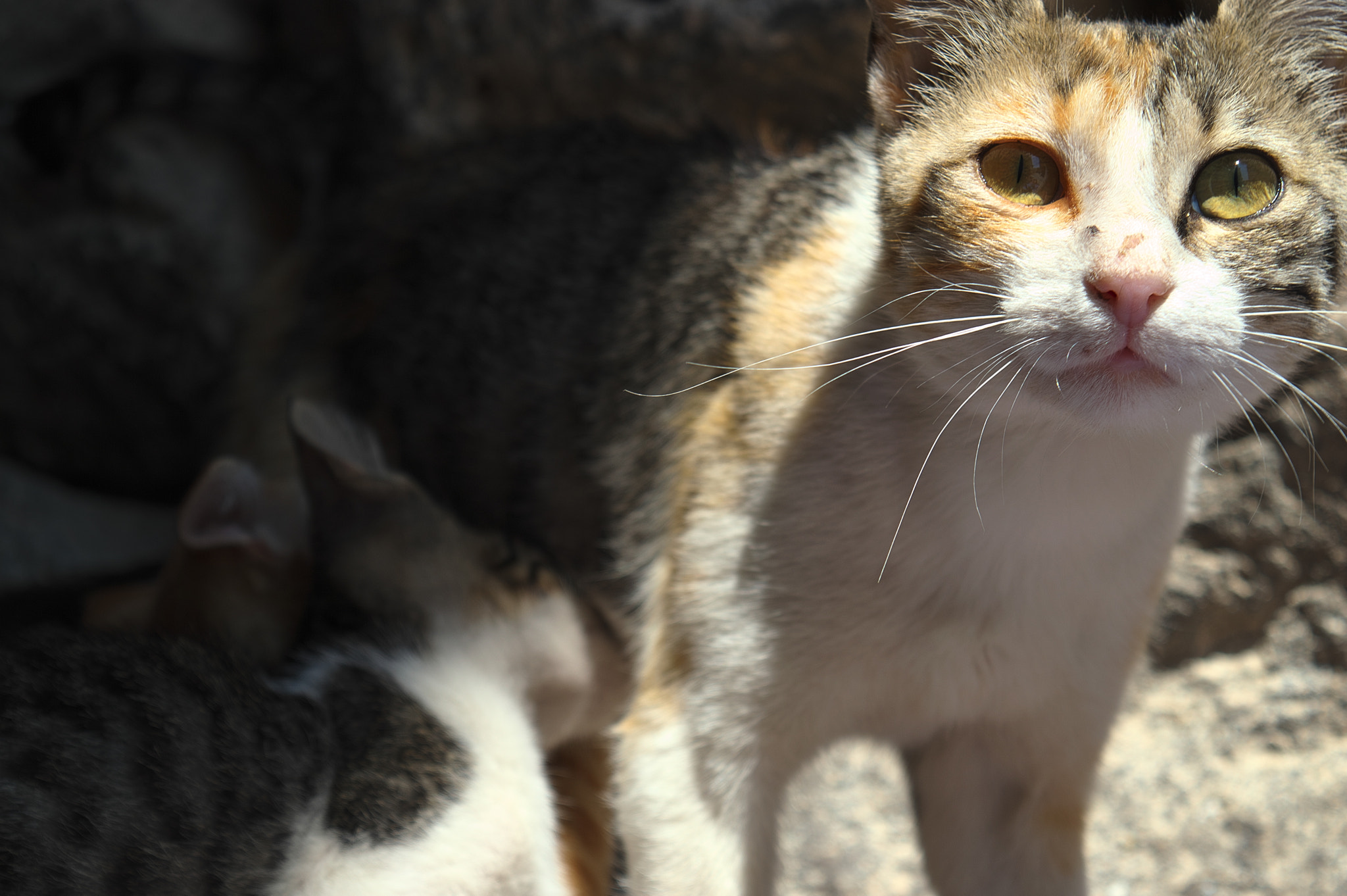 VR 18-55mm F/3.5-5.6 G sample photo. Feeding babys. photography