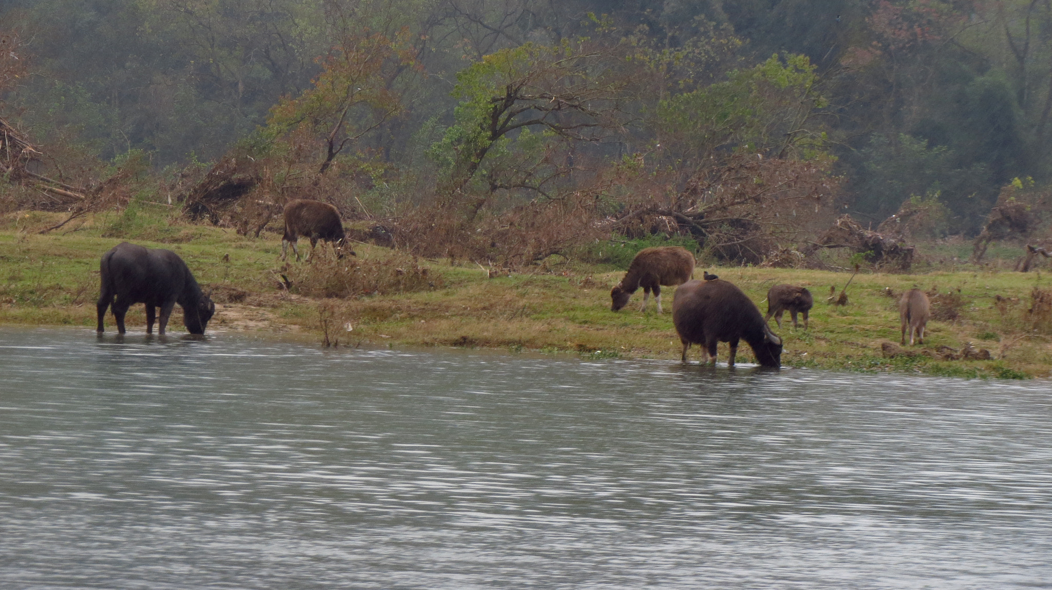 Canon PowerShot ELPH 530 HS (IXUS 510 HS / IXY 1) sample photo. Cows by the river photography