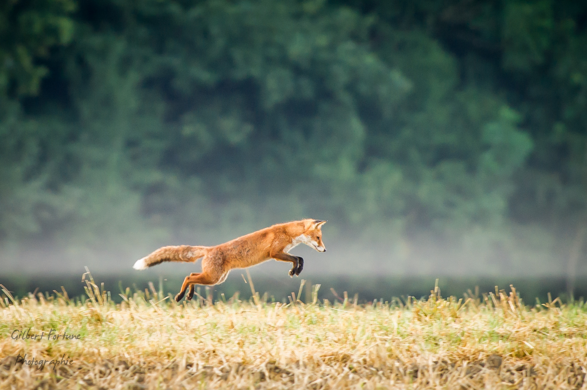 Nikon AF-S Nikkor 300mm F2.8G ED VR II sample photo. Renard matinal photography