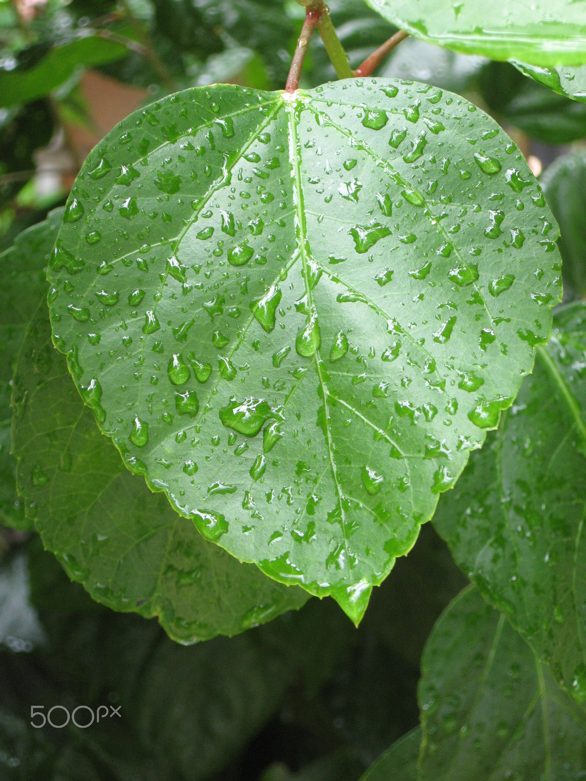 Canon POWERSHOT A550 sample photo. After the rain photography