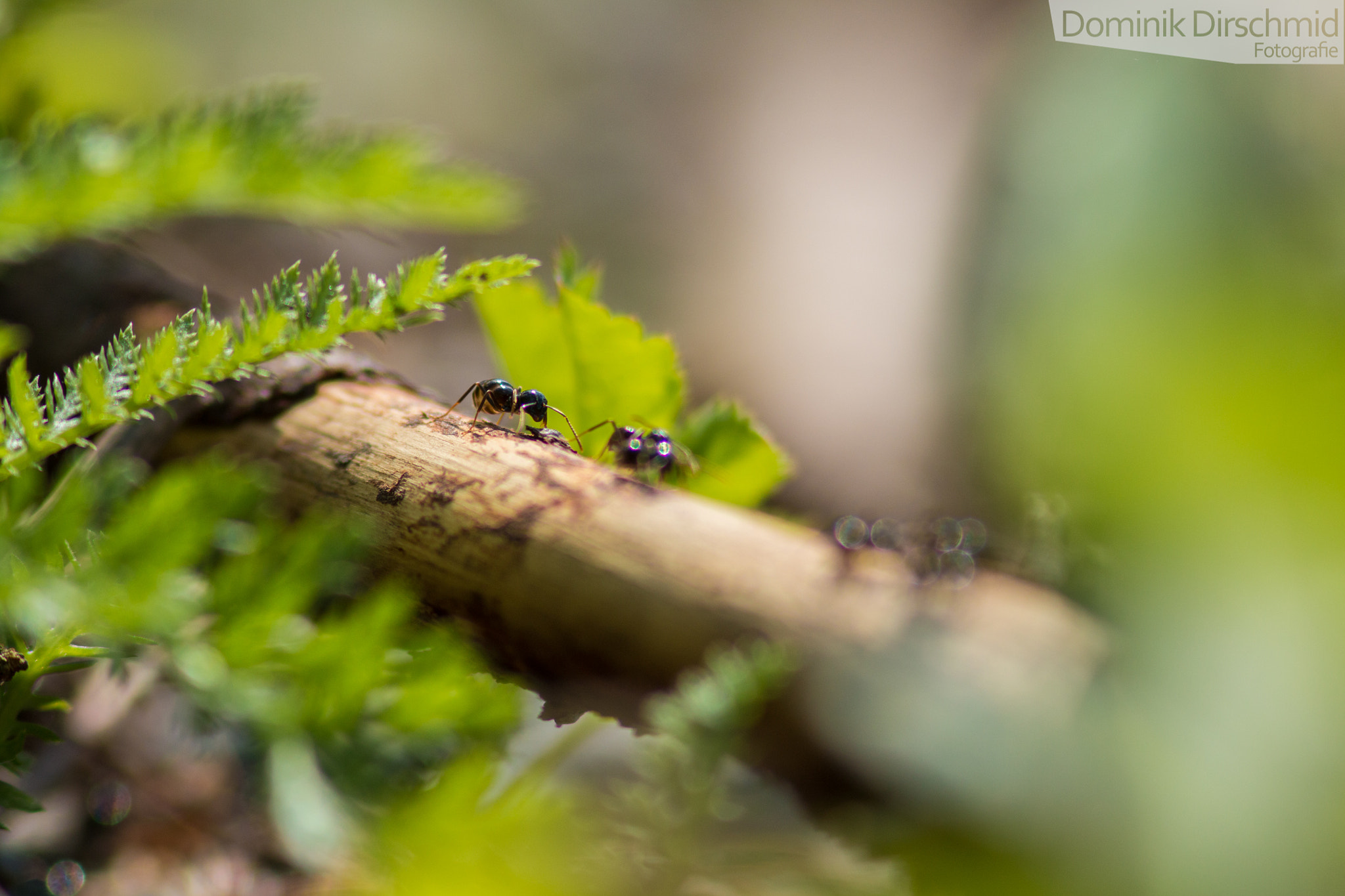 Canon EOS 70D + Canon EF 300mm F4L IS USM sample photo. Ants photography