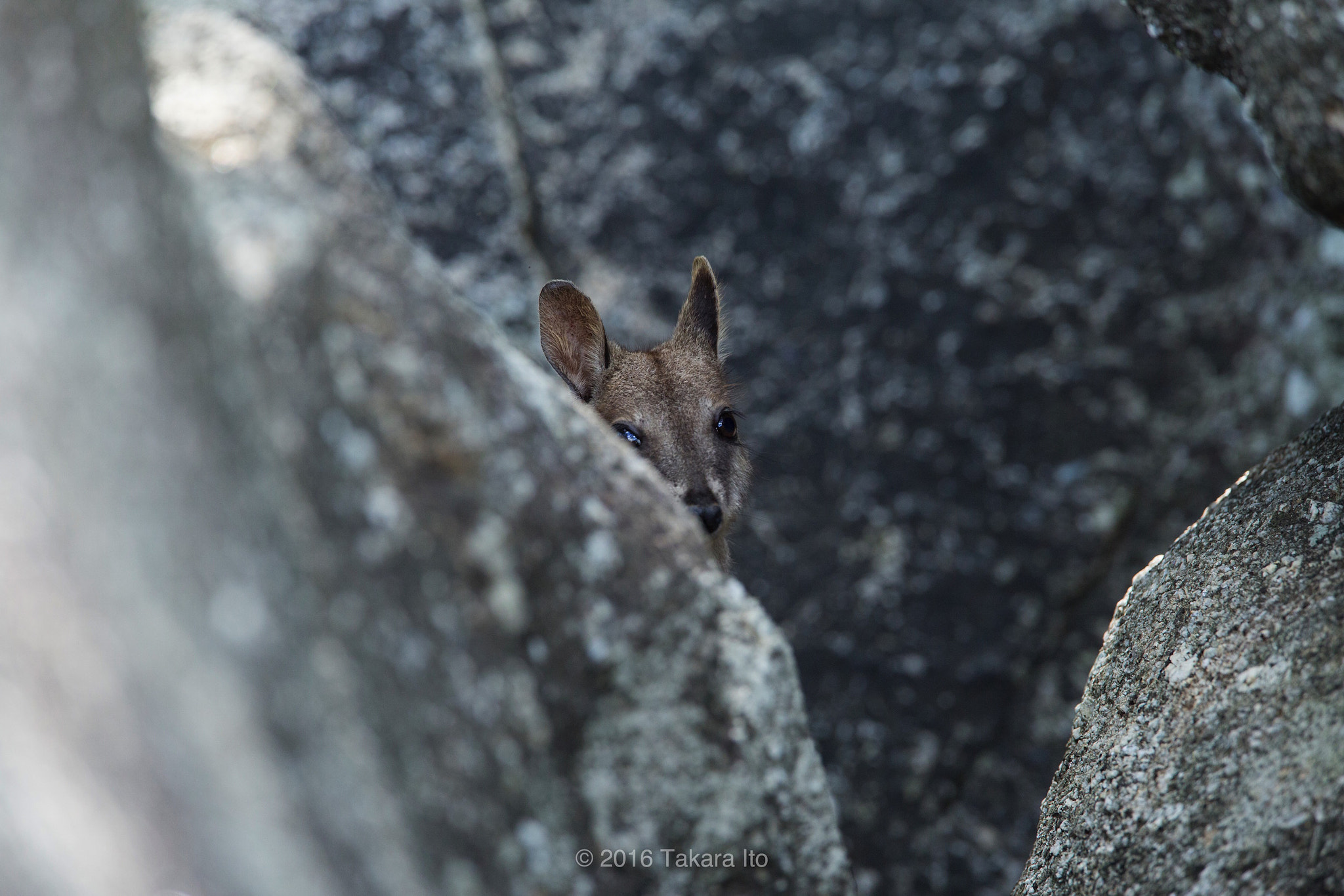 Canon EF 300mm F2.8L IS USM sample photo. Hide-and-seek photography