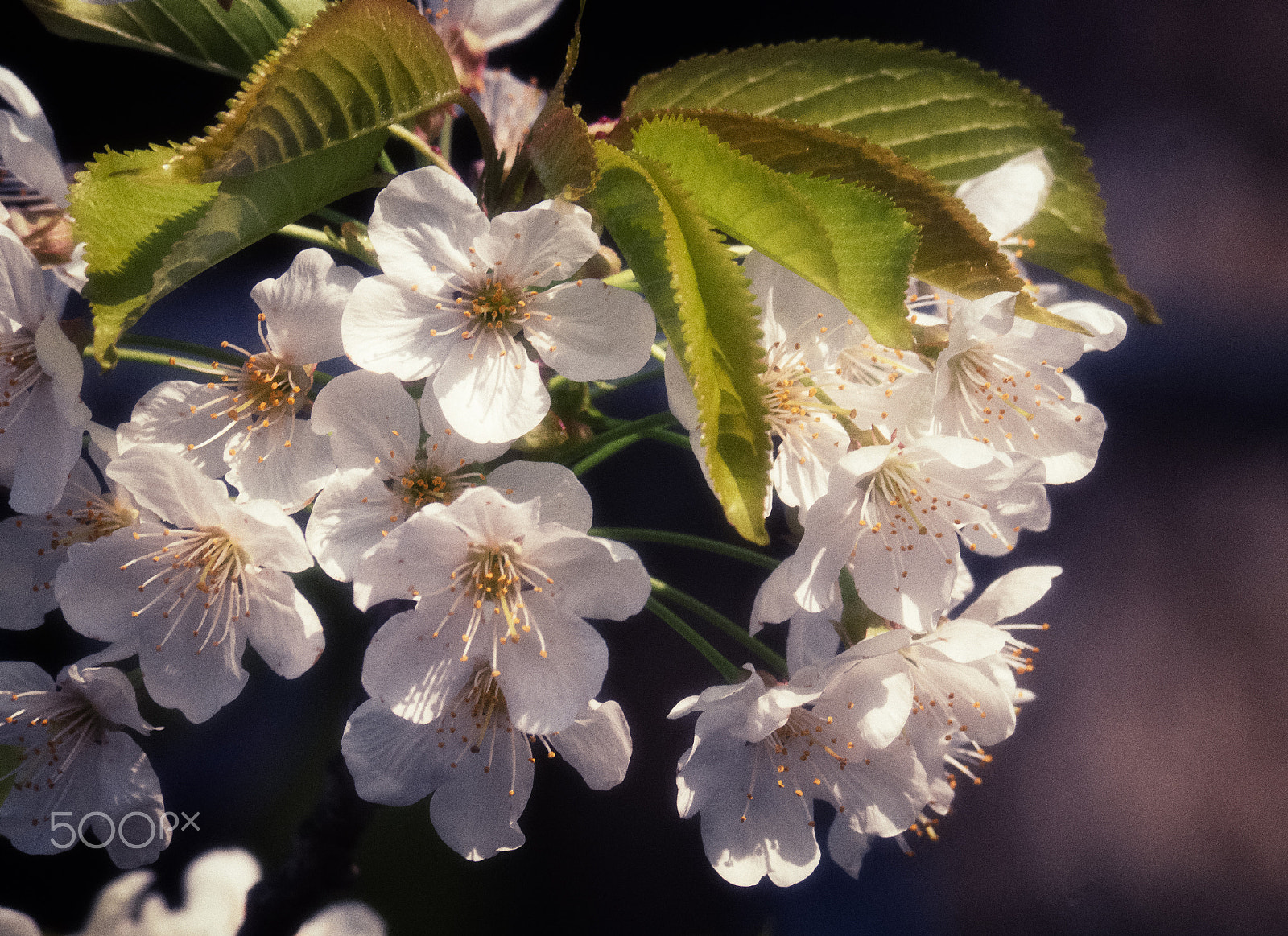 Panasonic Lumix DMC-GH4 sample photo. Cherry blossom photography