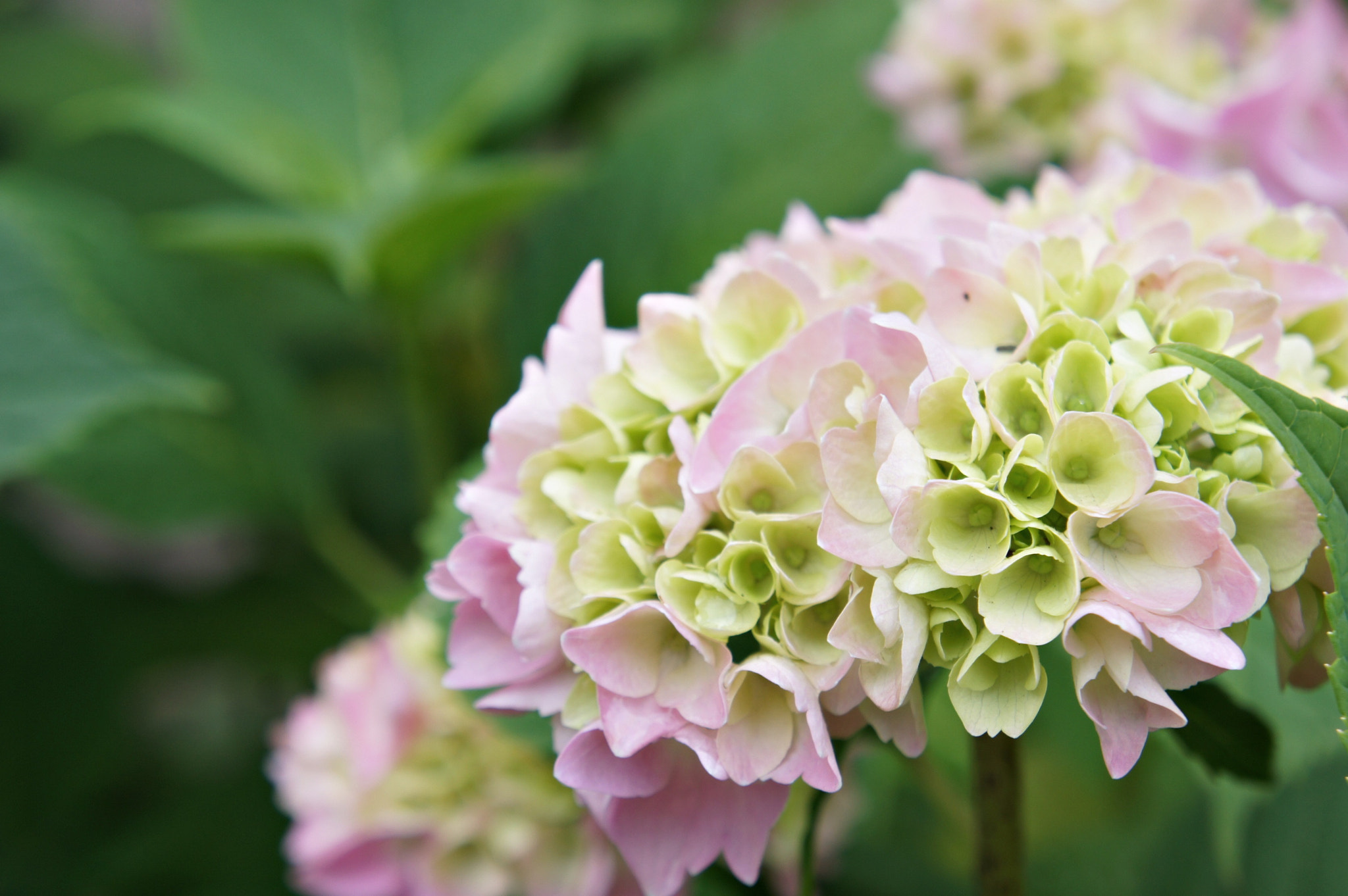 Sony FE 28-70mm F3.5-5.6 OSS sample photo. Flower photography