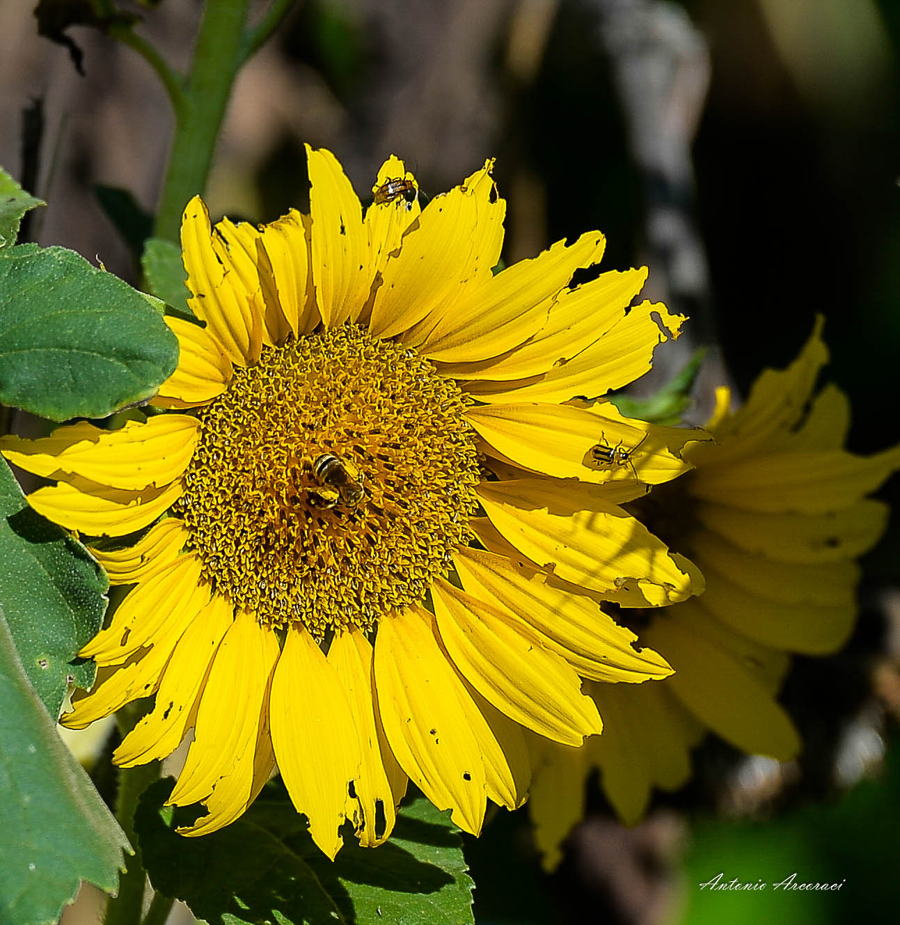 Nikon D4 sample photo. Sunflower after a  rainstorm photography