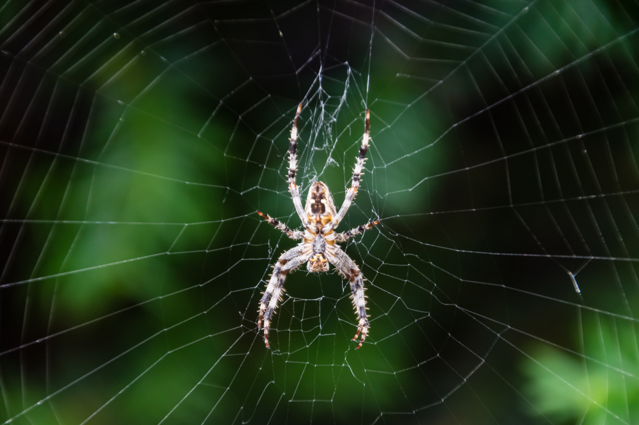 Pentax K-3 + Pentax smc DA 18-270mm F3.5-6.3 ED SDM sample photo. Araignée du jardin photography