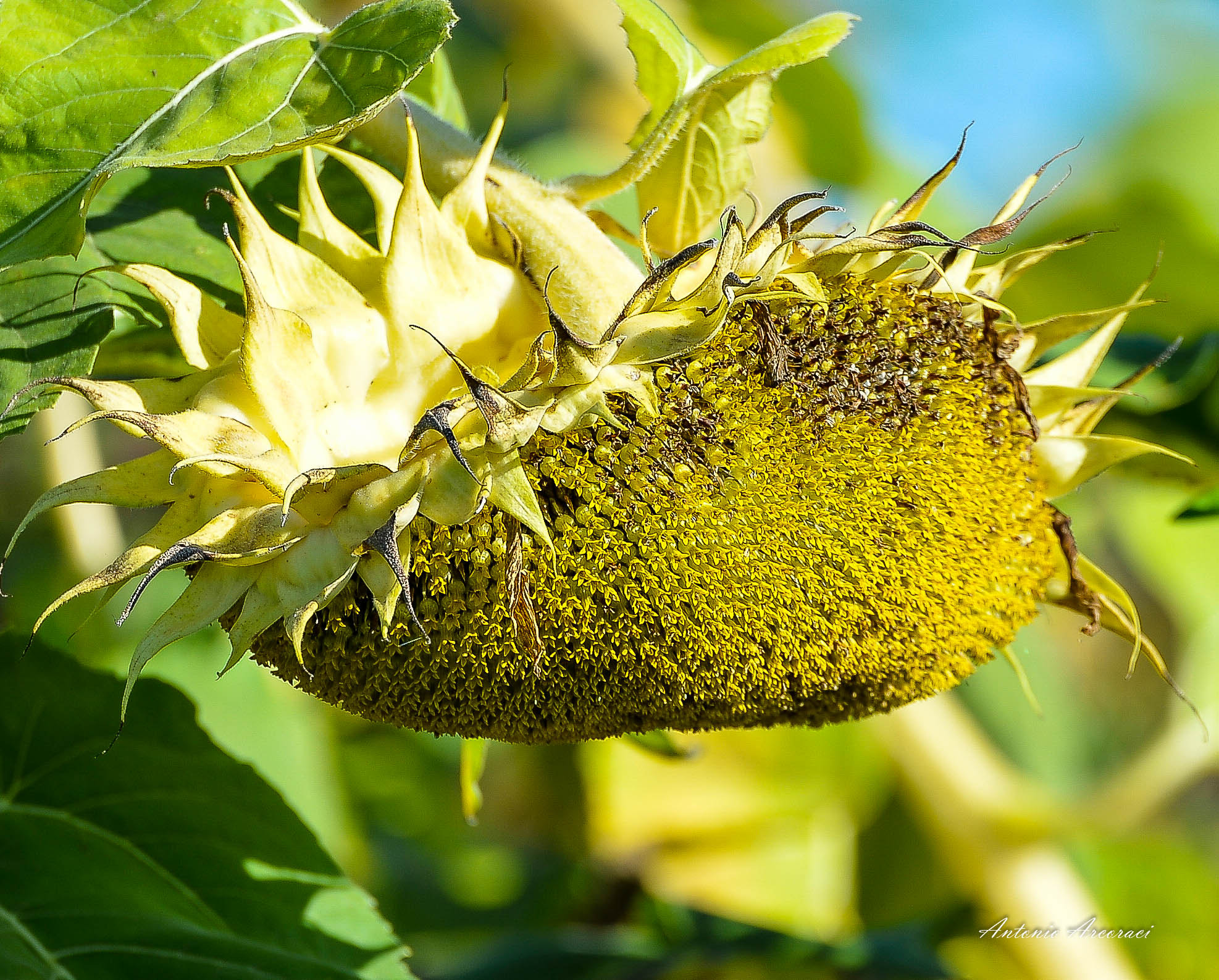 Nikon D4 sample photo. Sunflower photography