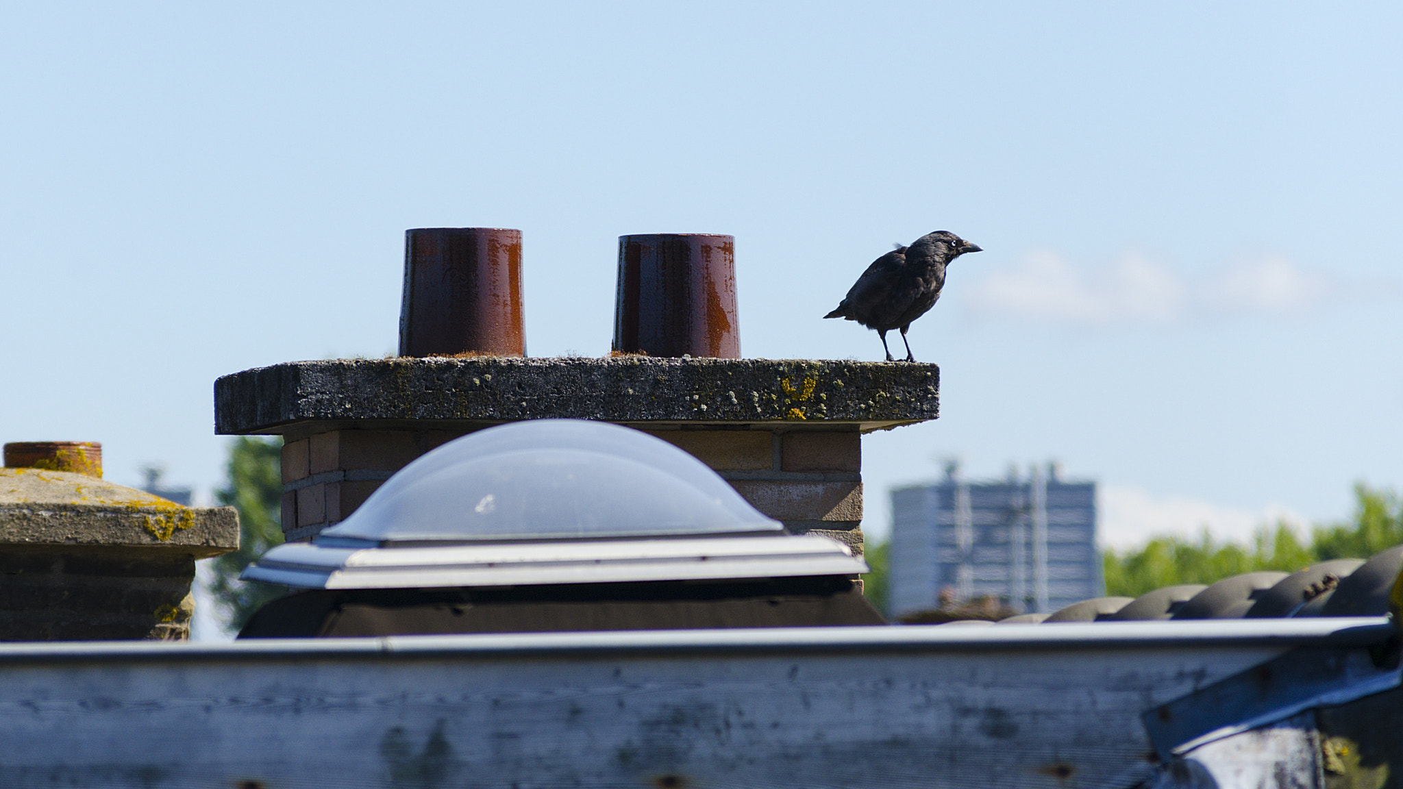 Sigma 28-300mm F3.5-6.3 DG Macro sample photo. On the lookout photography