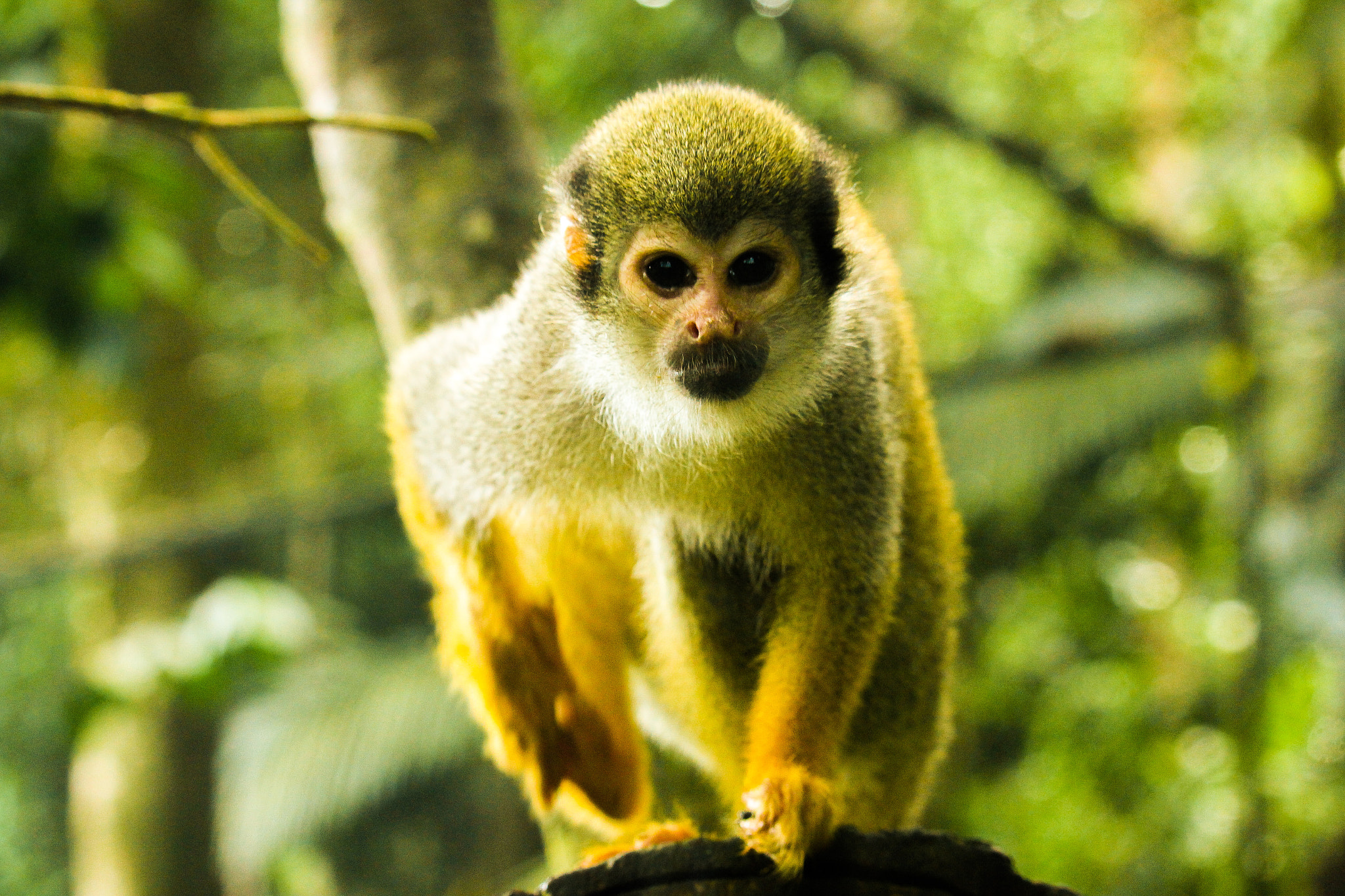 Canon EF-S 55-250mm F4-5.6 IS STM sample photo. Little monkey photography