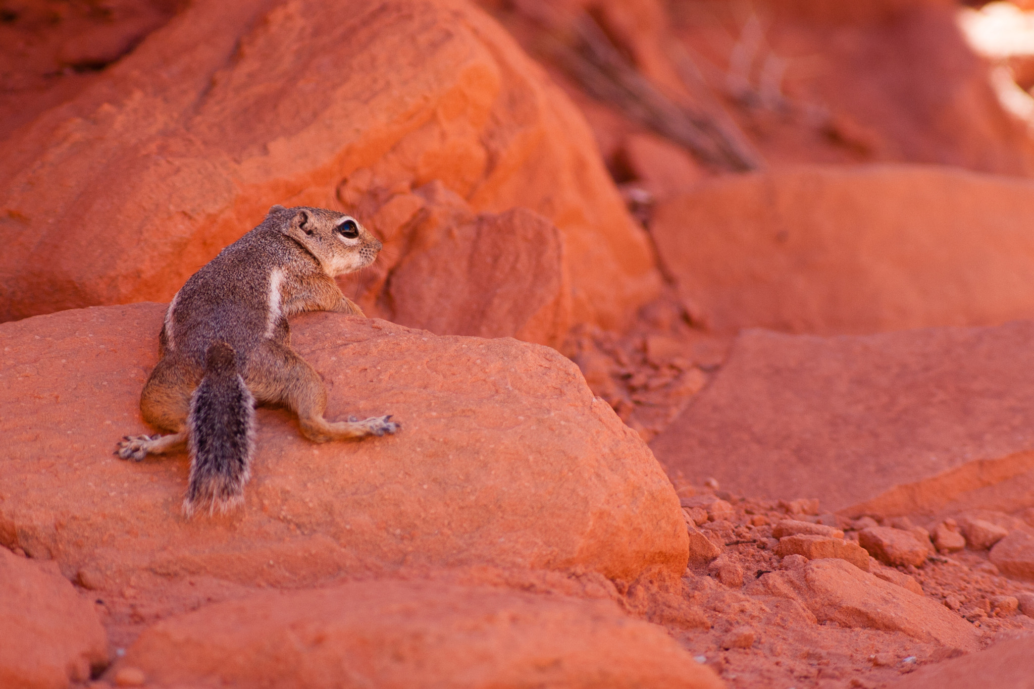 Canon EF 300mm F4L IS USM sample photo. Chilling chipmunk photography