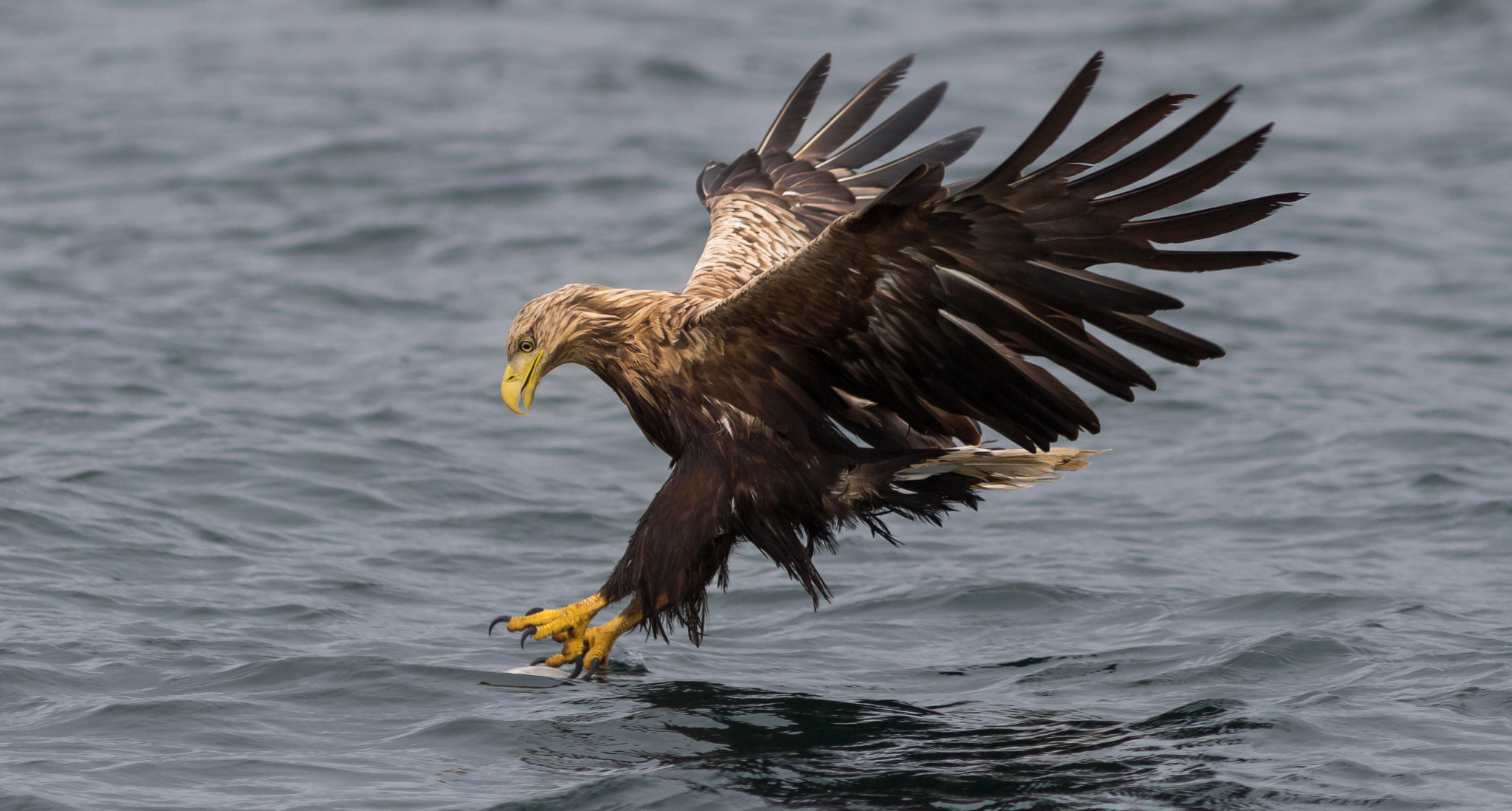 Canon EF 300mm F4L IS USM sample photo. Strike photography