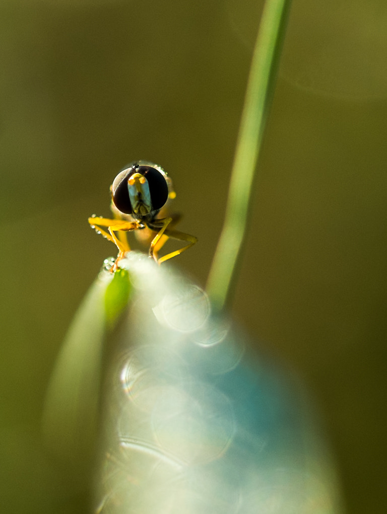 Fujifilm X-M1 + Fujifilm XF 60mm F2.4 R Macro sample photo. Yellow.jpg photography