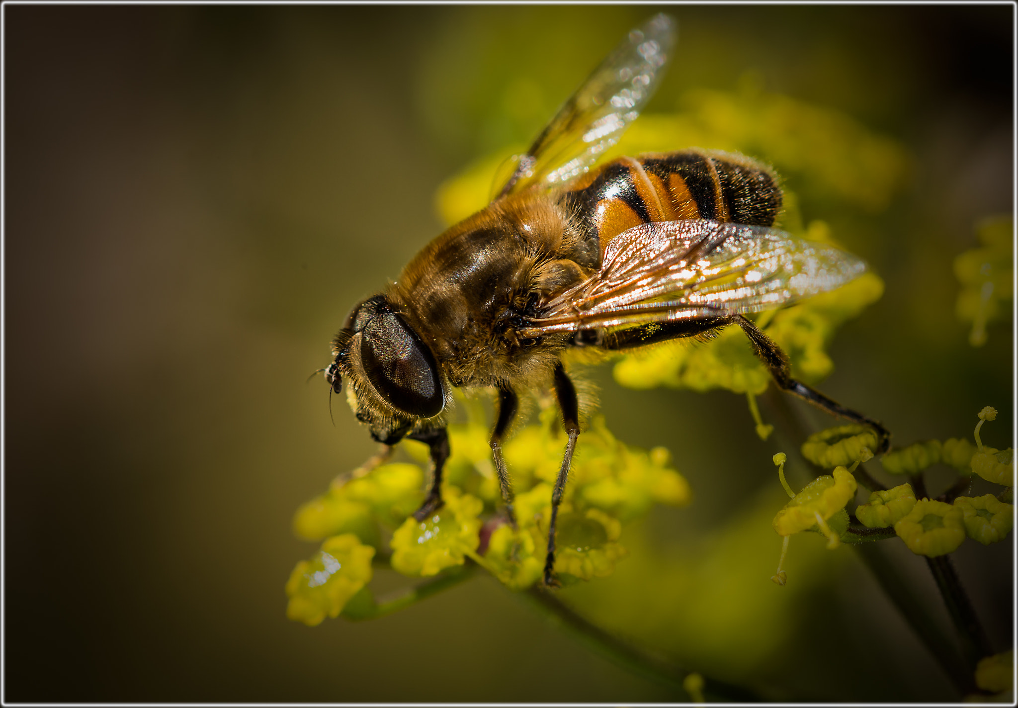 Nikon D600 + Sigma 105mm F2.8 EX DG OS HSM sample photo. Honey bee photography