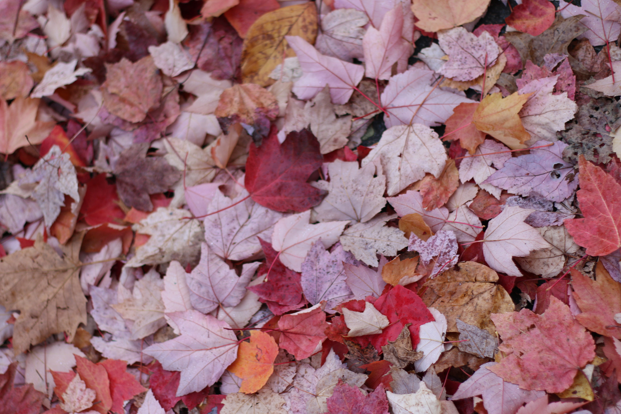 Canon EOS 70D + Canon EF 50mm F1.8 II sample photo. Fall colors photography