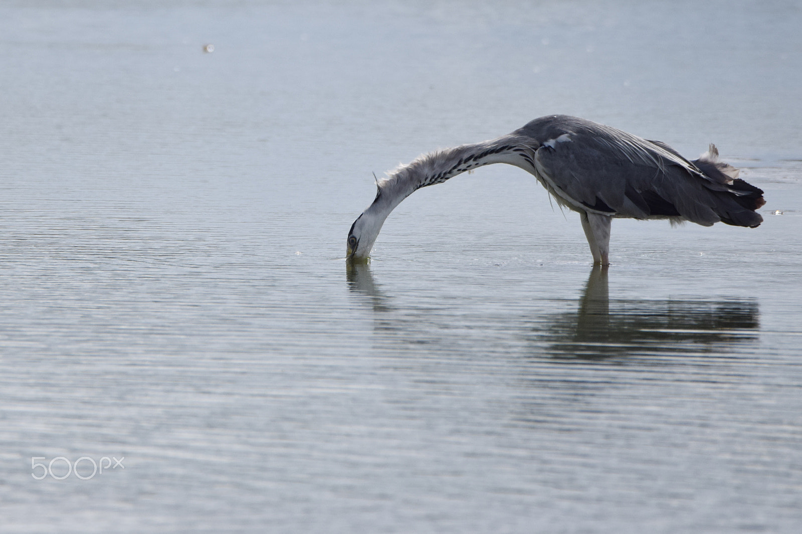 Tamron SP 150-600mm F5-6.3 Di VC USD sample photo. A heron bird being successful at fishing. photography