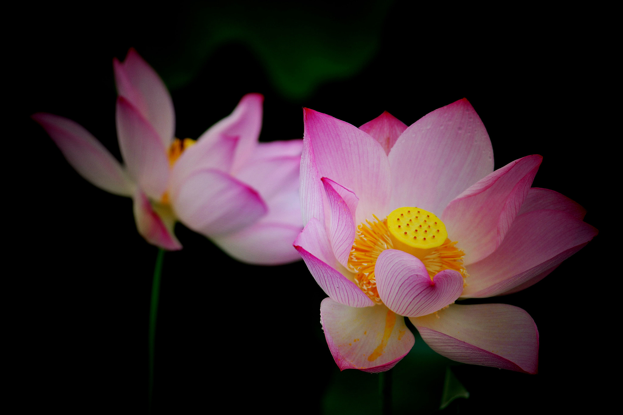 Nikon D3 sample photo. With a smile photography
