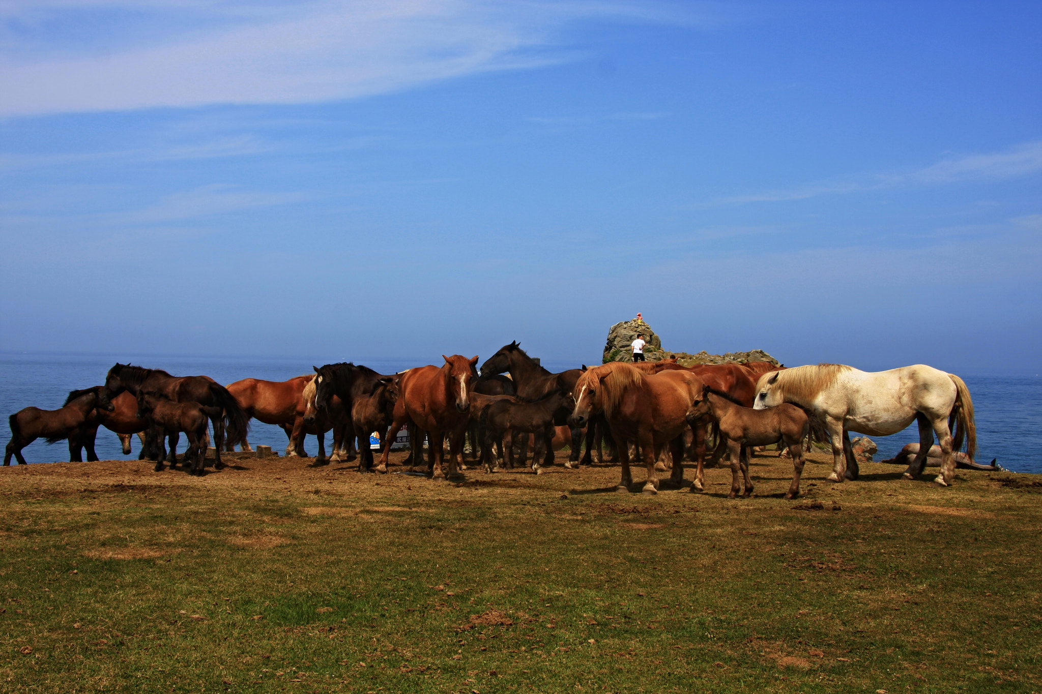 Canon EOS 40D sample photo. Aomori prefecture shiriyazaki wild horses photography