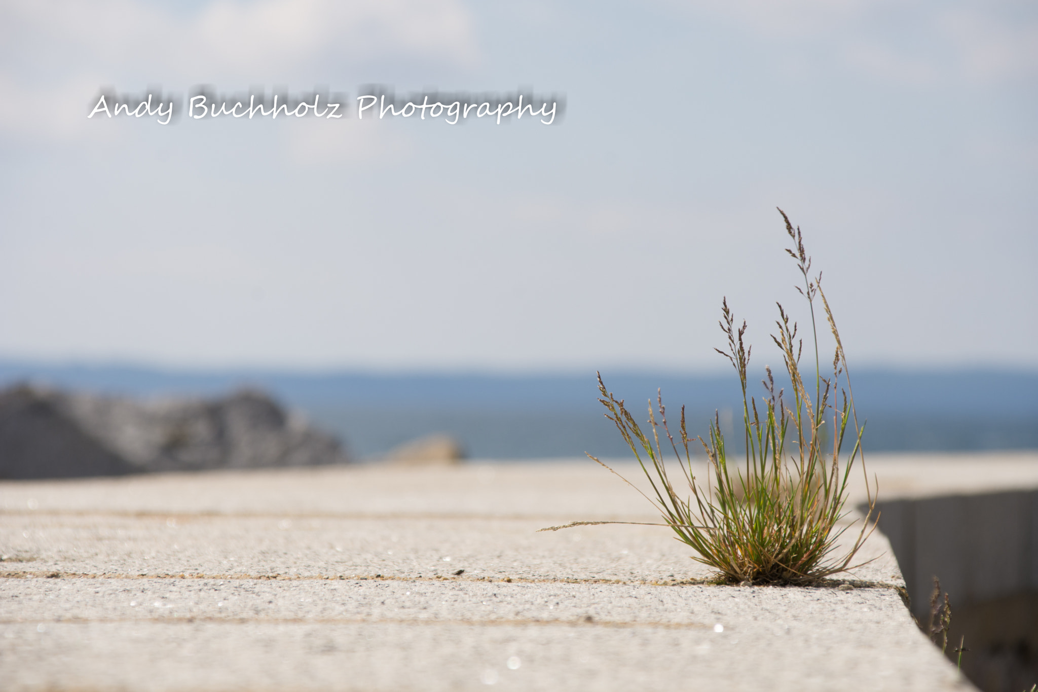 Sigma 28-300mm F3.5-6.3 DG Macro sample photo. Small plant photography