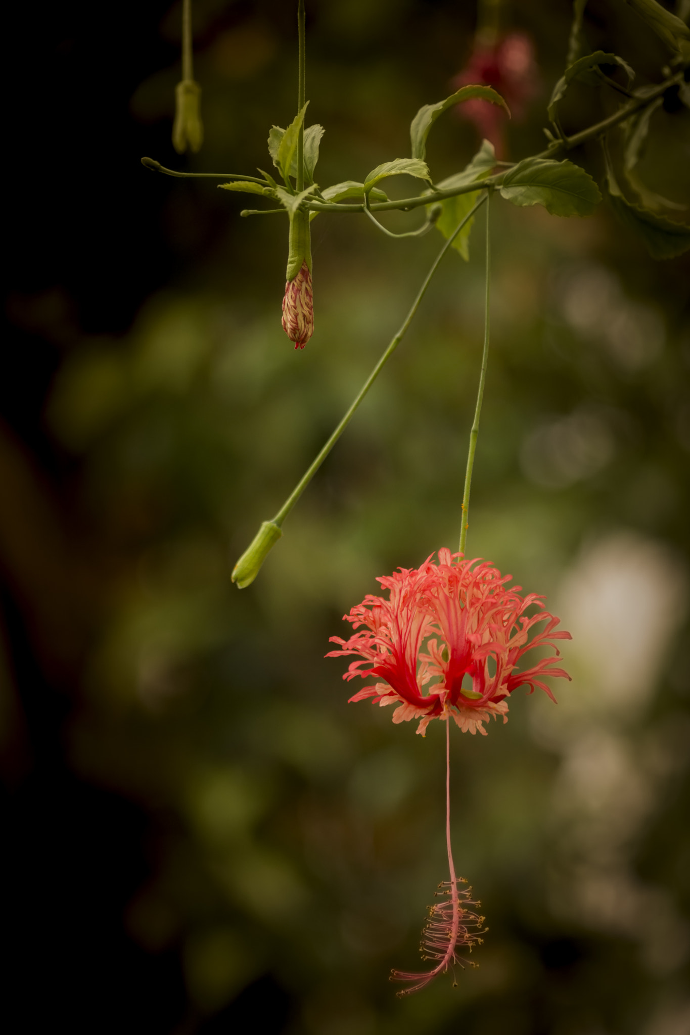Sigma 70-300mm F4-5.6 APO DG Macro sample photo. Coral hibiscus photography