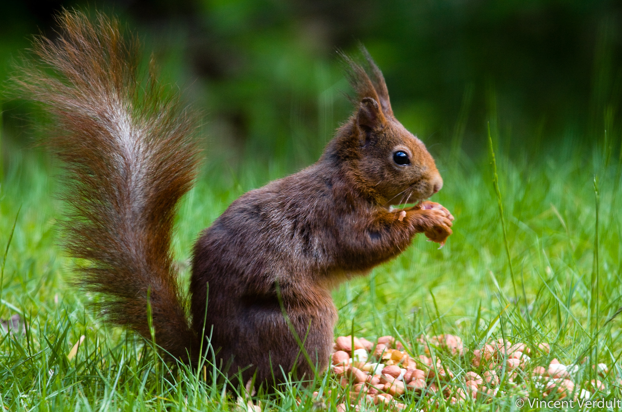 Canon EOS 40D sample photo. Red squirrel eating nuts photography