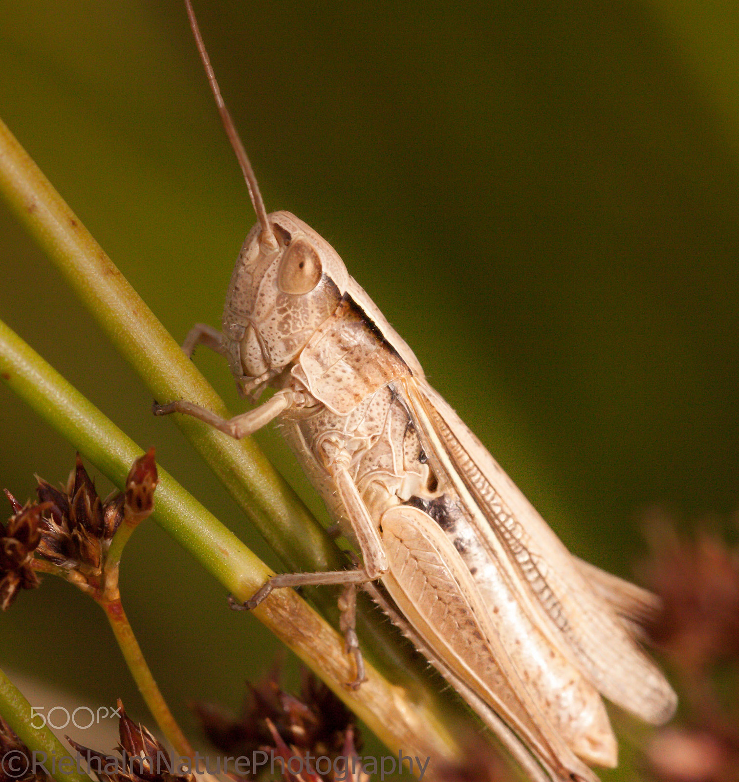 Canon EOS 50D + Canon EF 100mm F2.8L Macro IS USM sample photo. Cricket photography