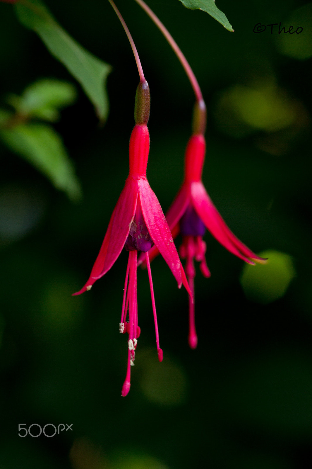 Canon EOS 60D + Sigma 105mm F2.8 EX DG Macro sample photo. Fuchsia magellanica photography