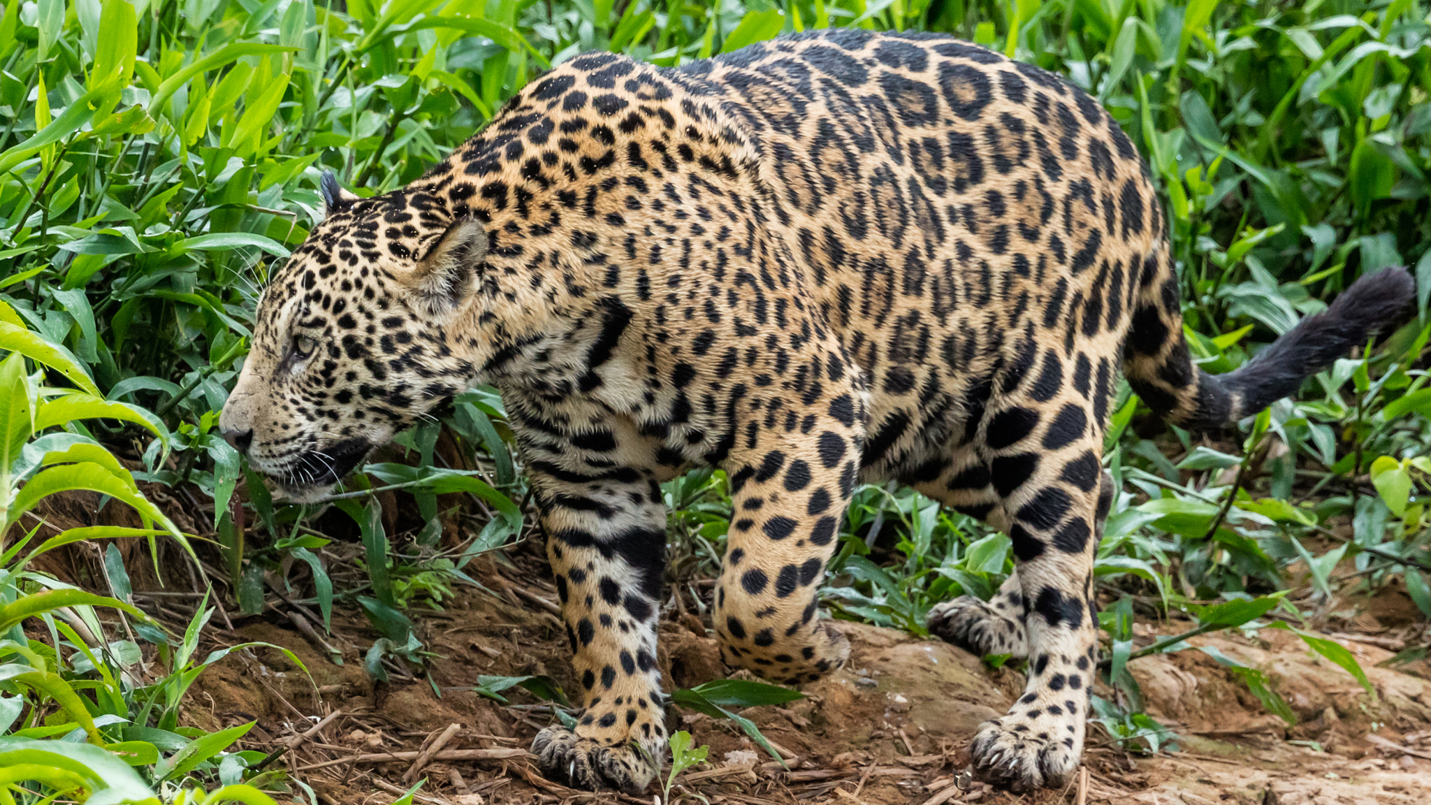 Canon EF 300mm F2.8L IS II USM sample photo. Jaguar photography