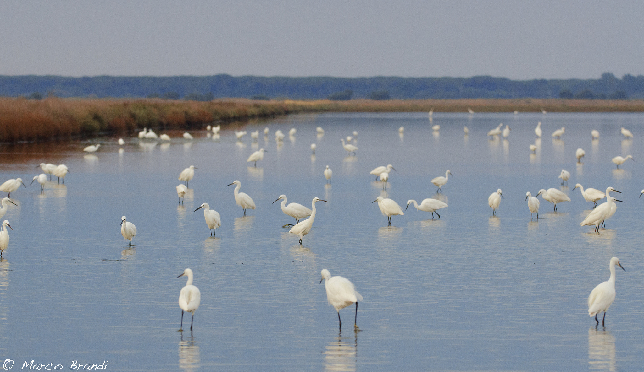 Sigma 150-600mm F5-6.3 DG OS HSM | S sample photo. Herons photography