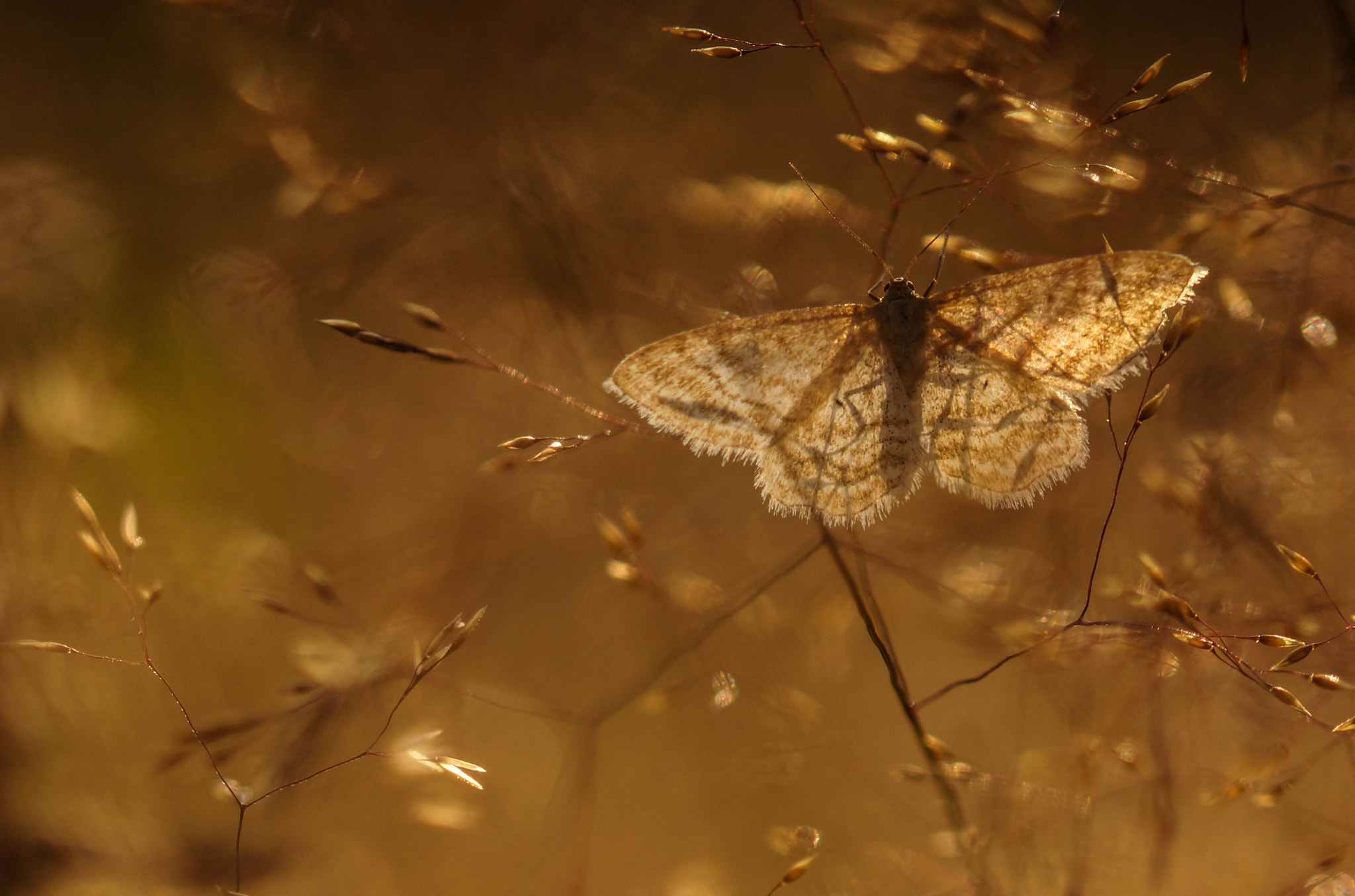 105mm F2.8 sample photo. Legerté photography