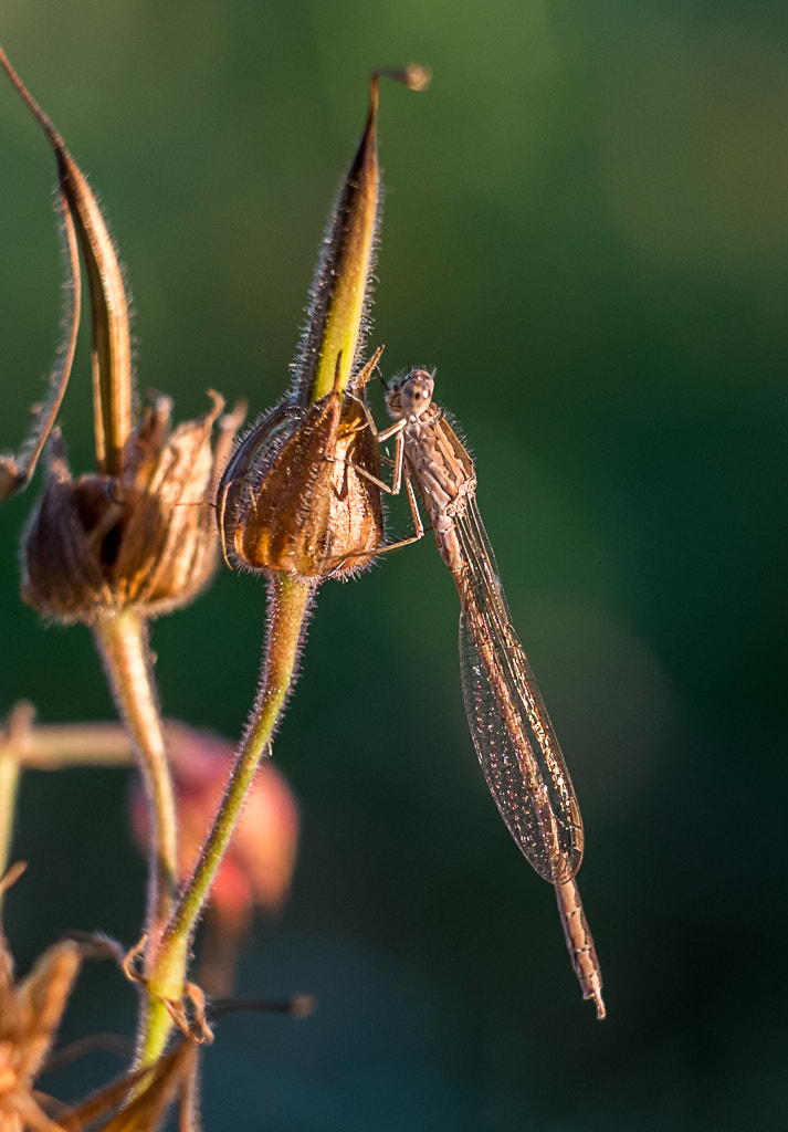 Fujifilm X-M1 + Fujifilm XF 60mm F2.4 R Macro sample photo. Dragonfly.jpg photography