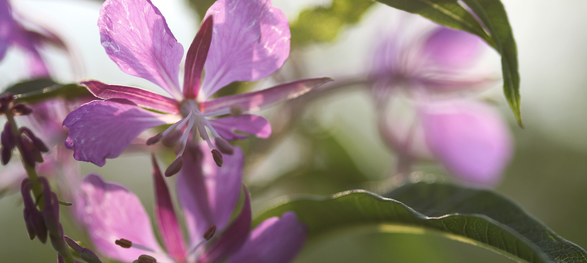 Canon EOS 60D + Sigma 105mm F2.8 EX DG Macro sample photo. Elegant - élégante photography