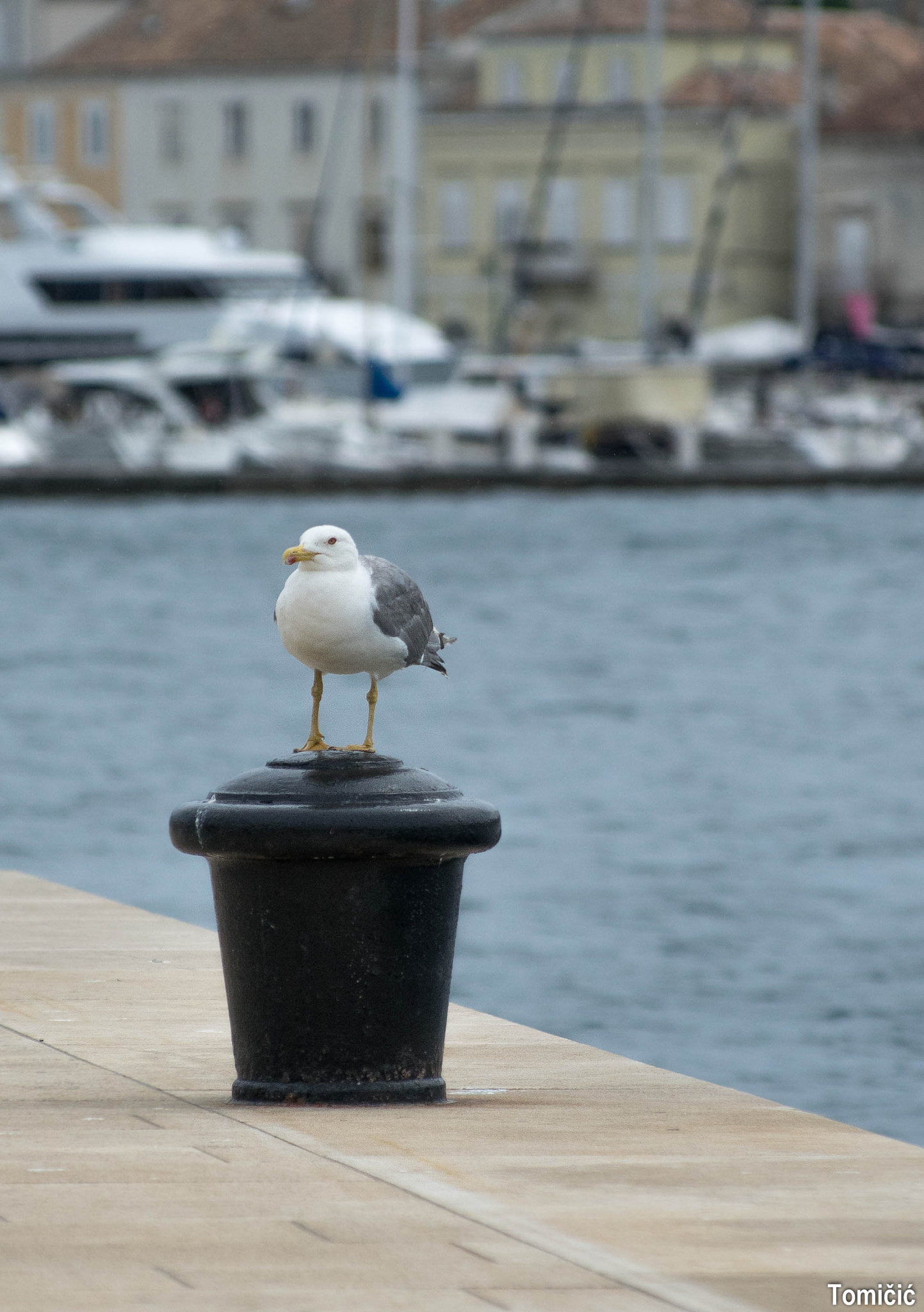 Pentax smc DA* 50-135mm F2.8 ED (IF) SDM sample photo. Guardian photography