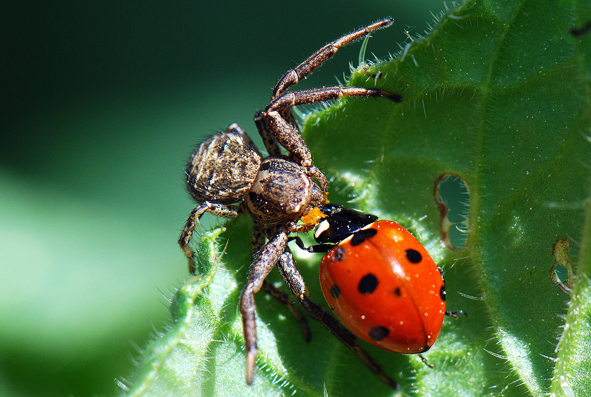 Nikon AF-S DX Micro-Nikkor 85mm F3.5G ED VR sample photo. Araña voraz photography