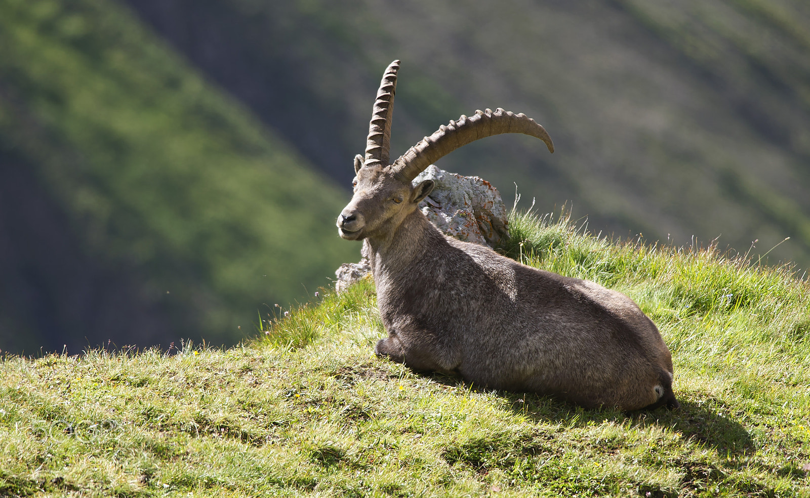 Nikon D3S + Nikon AF-S Nikkor 300mm F4D ED-IF sample photo. Relaxed ibex photography