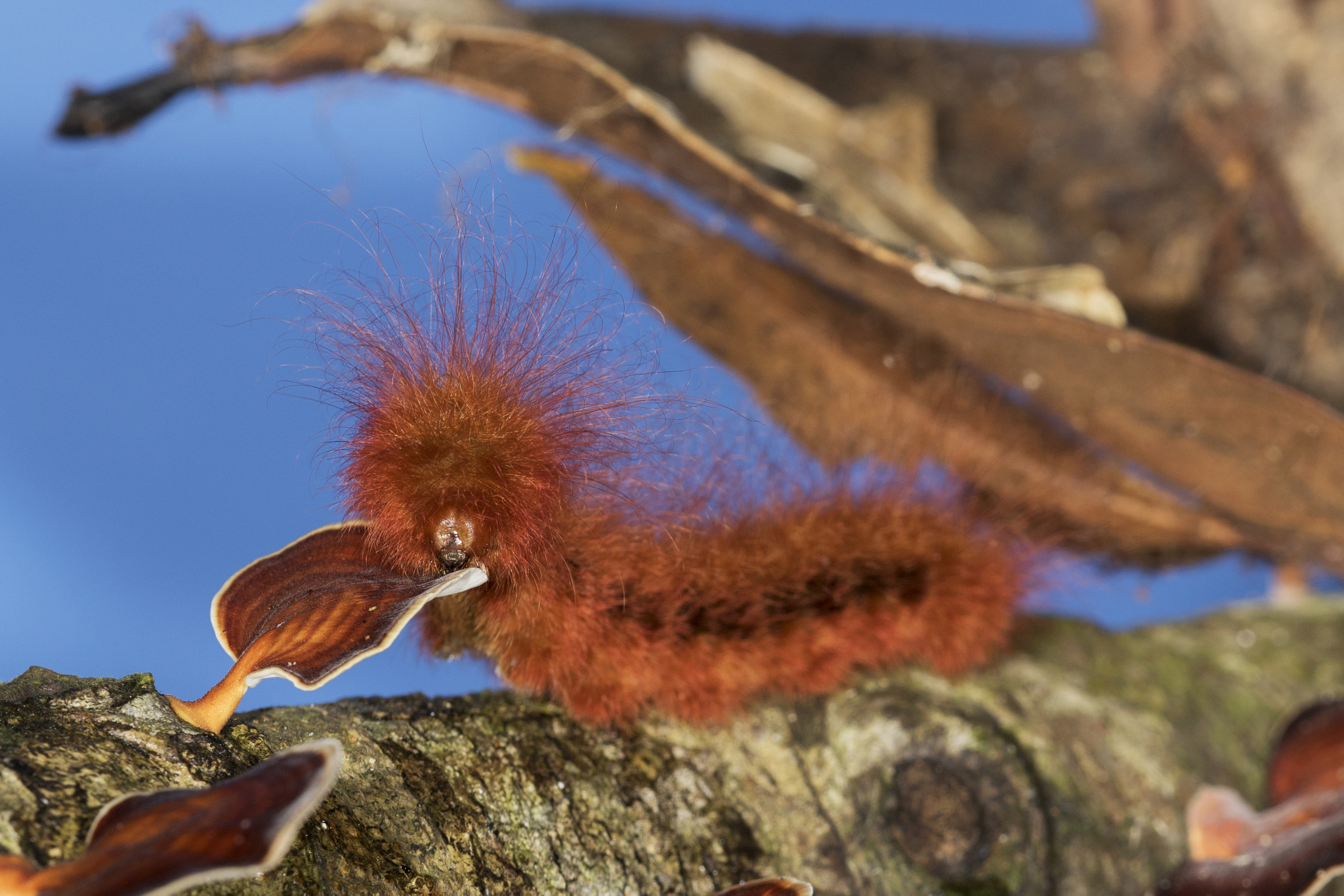 Canon EF 180mm F3.5L Macro USM sample photo. Caterpillar photography