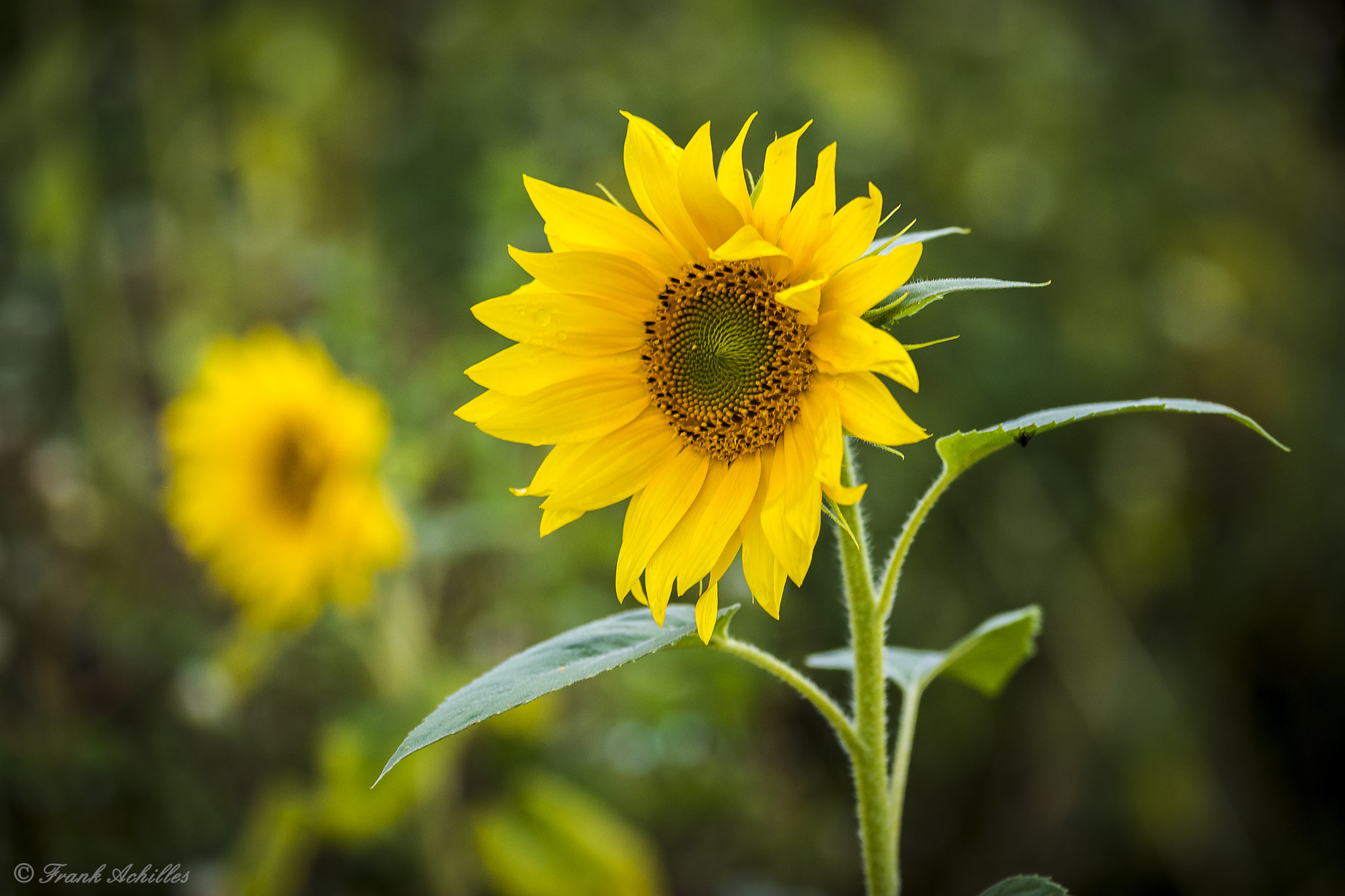 Sigma 50-150mm F2.8 EX APO DC OS HSM sample photo. Sunflower photography