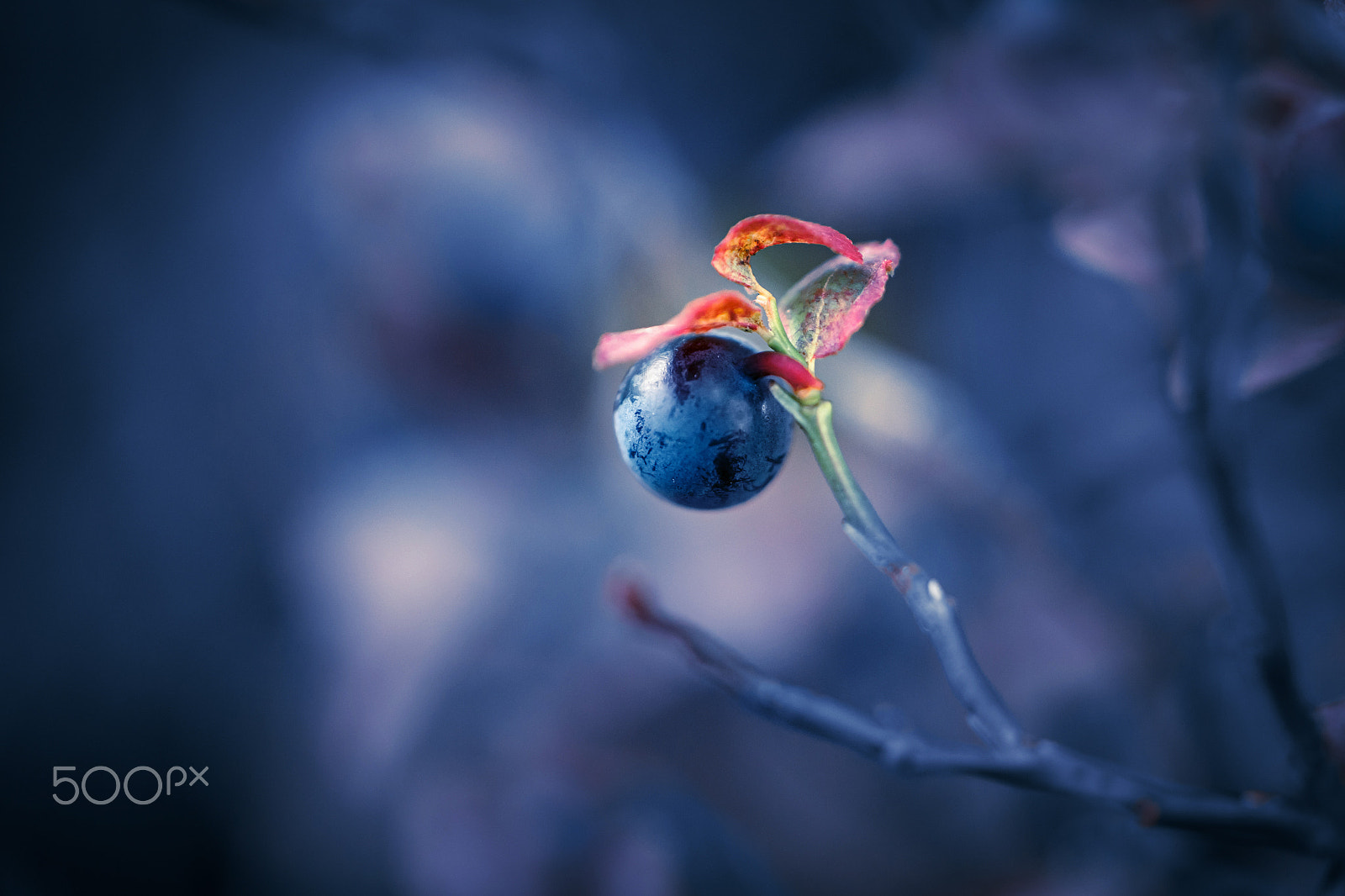 Samsung NX30 + Samsung NX 60mm F2.8 Macro ED OIS SSA sample photo. Where the fairies roam photography
